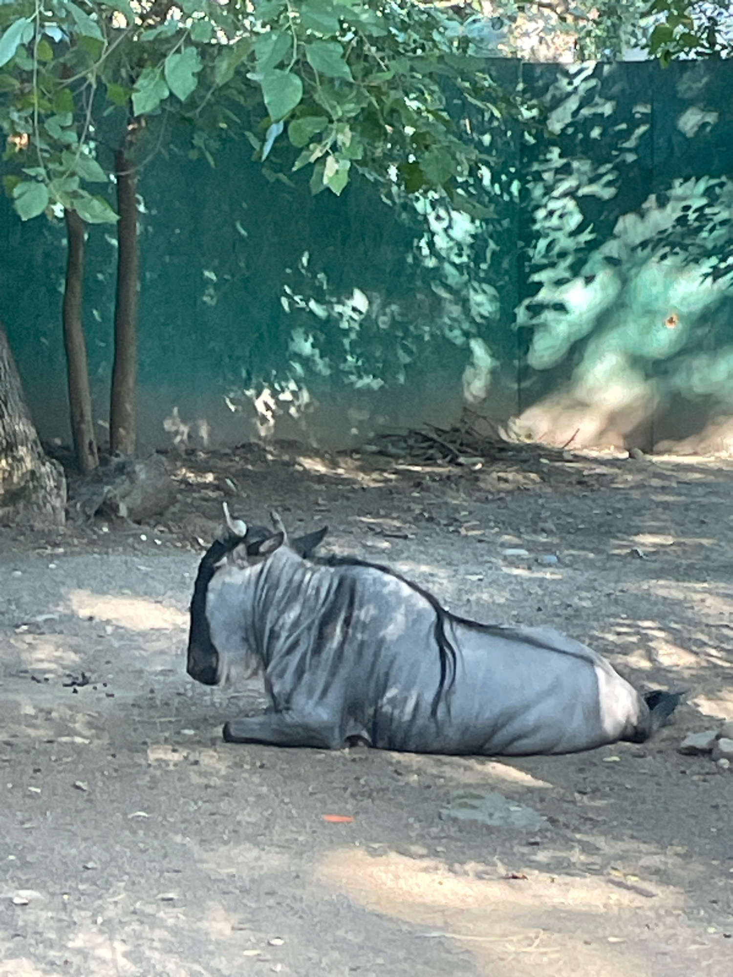 A wildebeest is lying on the ground in an outdoor enclosure. The wildebeest is gray with dark stripes and has horns. The ground is dirt and gravel. In the background, there is a green wall with shadows of leaves and trees. There are also some trees and branches visible. The image appears to have been taken in an animal enclosure, possibly a zoo. The location is not specified in the image or provided information, therefore it cannot be confirmed to be in the city of Krasnodar, Russia.