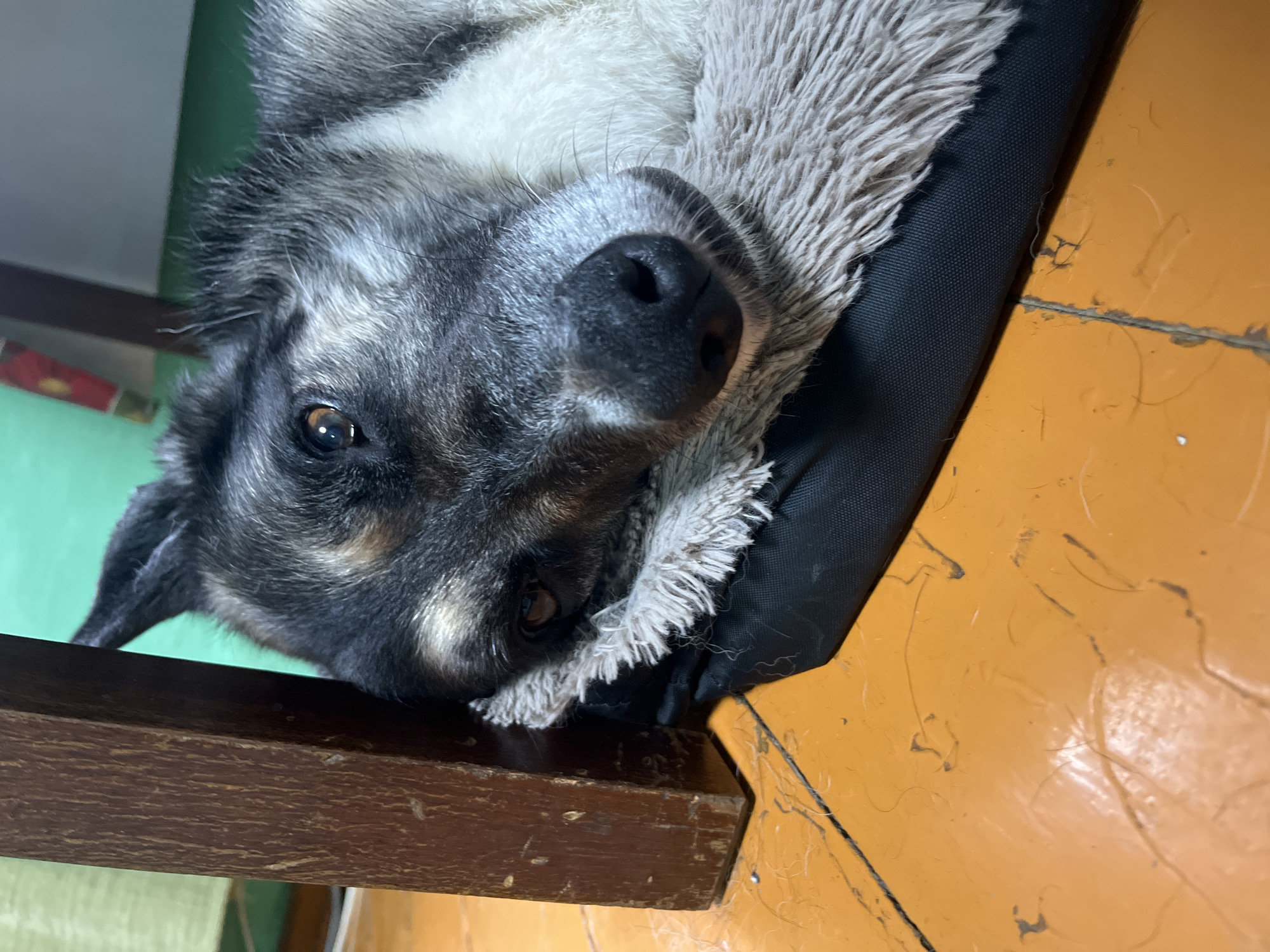 A close-up shot features a dog lying on its back on a fluffy grey dog bed, which is placed on an orange wooden floor. The dog's head is tilted, and it is looking directly at the camera with a curious expression. Its fur is a mix of black, grey, and white, with a prominent white stripe running across its forehead. The dog's nose is black and wet, and its eyes are dark brown and expressive. The background is blurred, but appears to be a room with a green wall and a wooden table.
The lighting suggests it is daytime, likely indoors. The overall mood is relaxed and intimate, with the dog appearing comfortable and content. The presence of a dog bed and the indoor setting indicate a domestic environment. The dog's direct gaze and slightly tilted head create a sense of connection with the viewer, as if it is posing for the photograph. The texture of the dog's fur and the fluffy bed are noticeable details, adding to the sensory richness of the image. The worn orange floor with some debris could suggest a well-lived-in space.