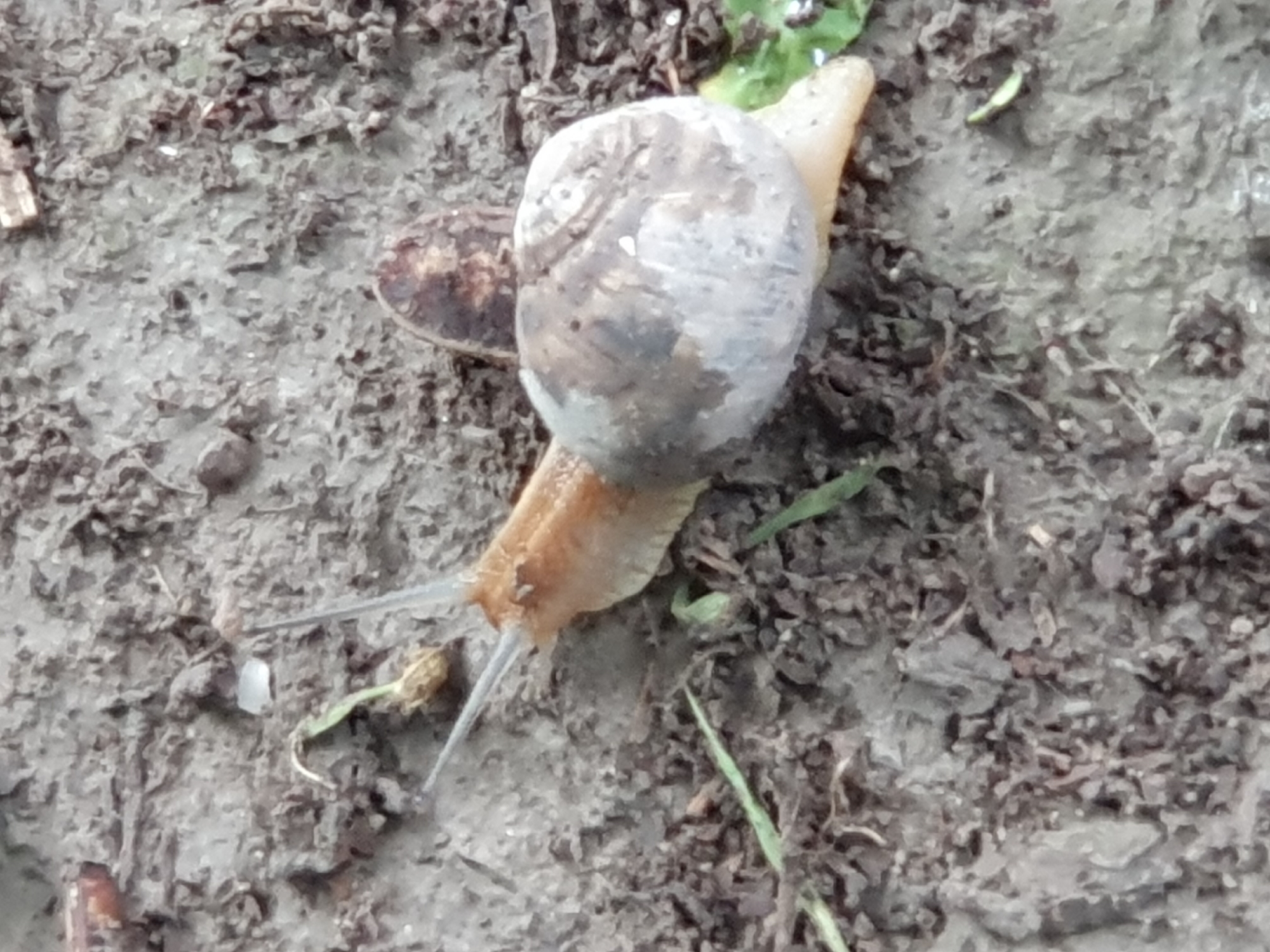 A snail is on the ground. The snail is light brown and grey with a swirled shell. The snail is on dark brown, wet soil with some green leaves. The image is taken from a close-up, overhead perspective.