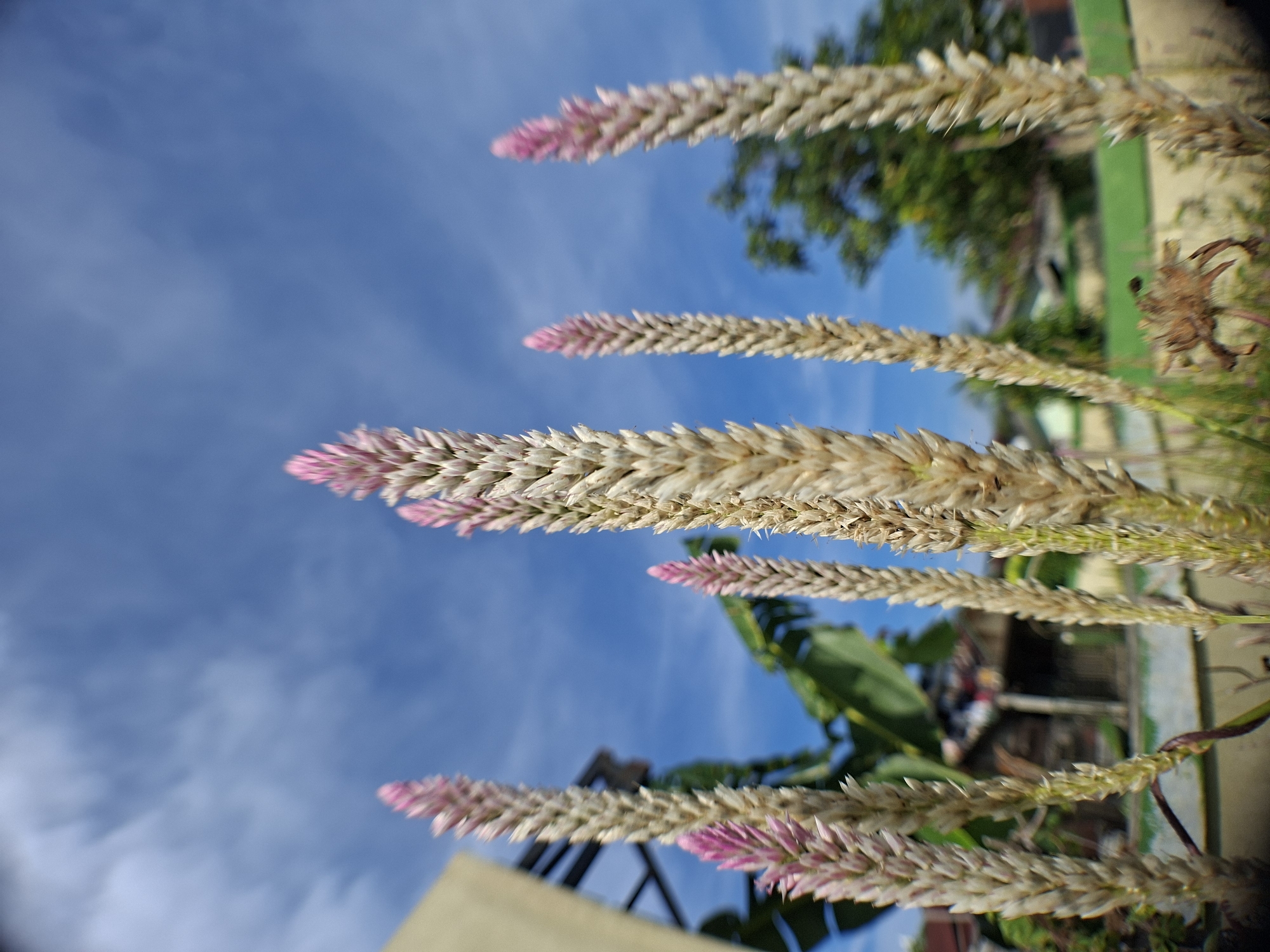 A low-angle photograph of several light beige/tan, wheat-like plants with faint pink tips against a blue sky dotted with light white clouds. The plants are arranged vertically in the foreground. Behind the plants, out of focus, there is a green wooden or metal fence and a glimpse of a tree with green leaves. In the very background, blurred and indistinct, there is some indication of buildings or structures. The photograph was taken outdoors, presumably in daylight. The location is Lhokseumawe, Indonesia. The angle and focus of the image suggest the perspective of a low observer looking up at the plants against the sky.