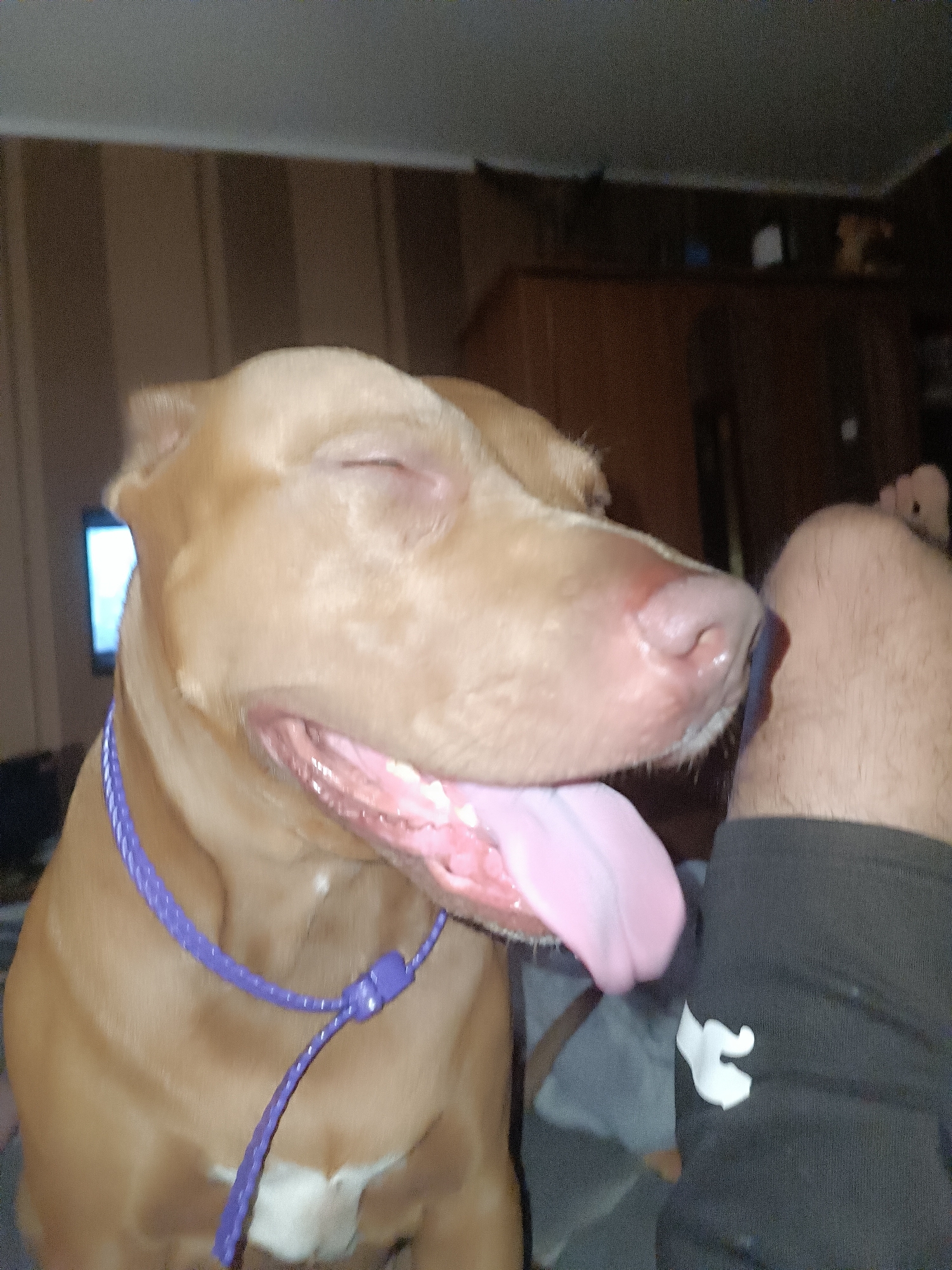 In an indoor setting, a tan pit bull with its eyes closed and tongue hanging out rests its head on a person's leg, which is clad in black shorts. The dog wears a purple rope collar. The background features striped wallpaper and dark wood furniture.