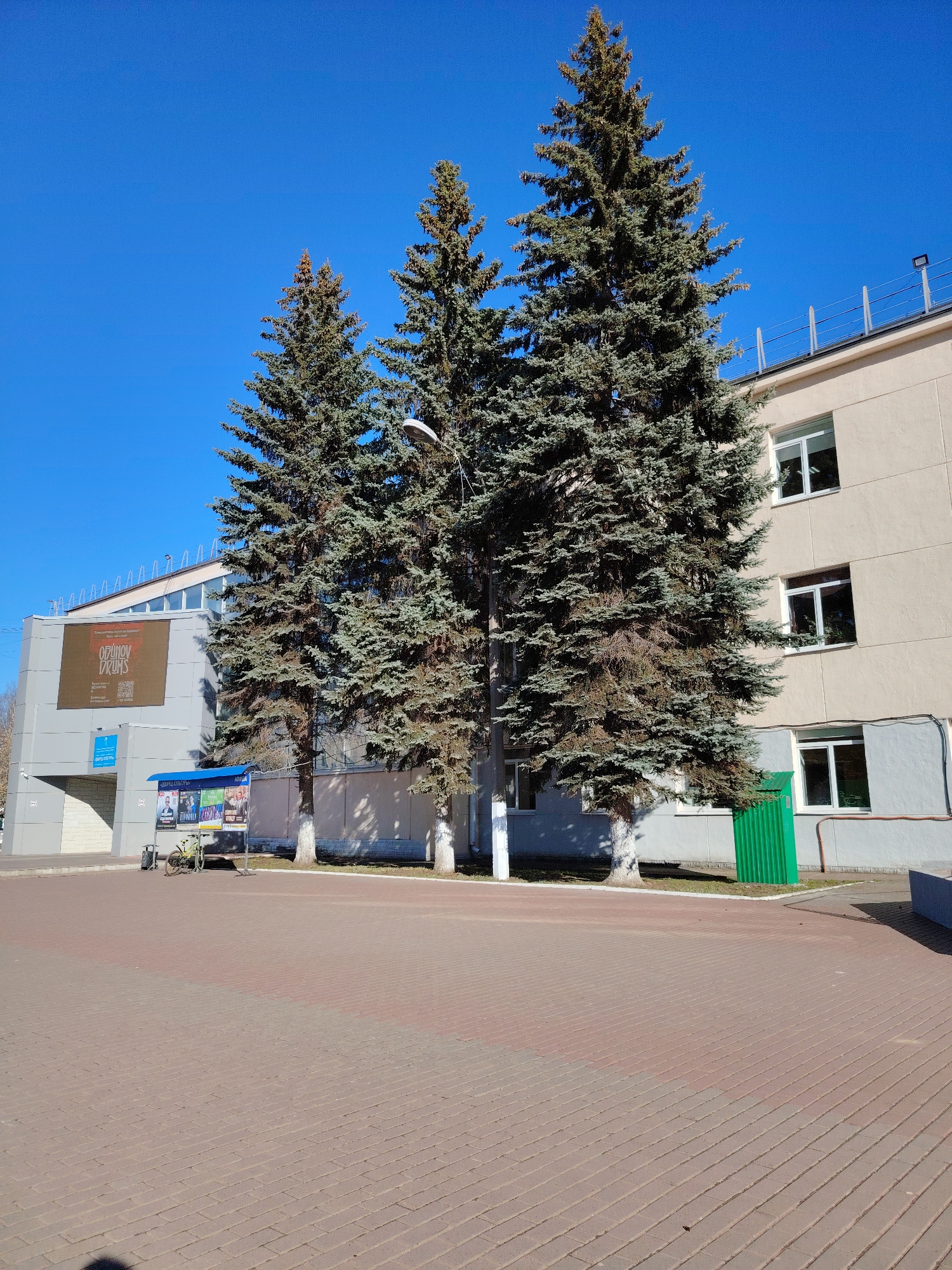 The image shows a cityscape in Chaikovsky, Russia, on a bright, sunny day. In the foreground, there is a large brick-paved area that takes up the lower half of the frame. In the middle ground, there are three large, mature spruce trees planted in front of two buildings. The building on the left is a modern structure with a large advertisement poster on its facade. The building on the right is a three-story building with multiple windows. A green dumpster stands beside this building. A blue information kiosk with posters is positioned near the trees. A bicycle is parked near the kiosk. The background features a clear, blue sky with no clouds. A lamppost stands between the trees. A security fence runs along the top edge of the building on the left.