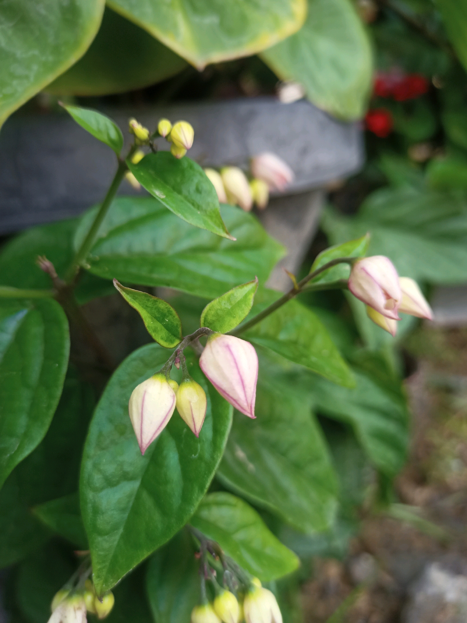 The image displays a close-up view of a plant with green leaves and light pink and yellow flower buds. The flower buds are elongated and pointed, with delicate pink veins on the petals. Some buds are partially open, revealing a hint of their inner structure. The leaves are broad and ovate with a slightly glossy surface. The background is blurred, suggesting an outdoor environment with hints of other foliage and possibly a pot or planter. There are no people or identifiable human activity in the image. The scene is a naturalistic composition focused on the details of the plant.
