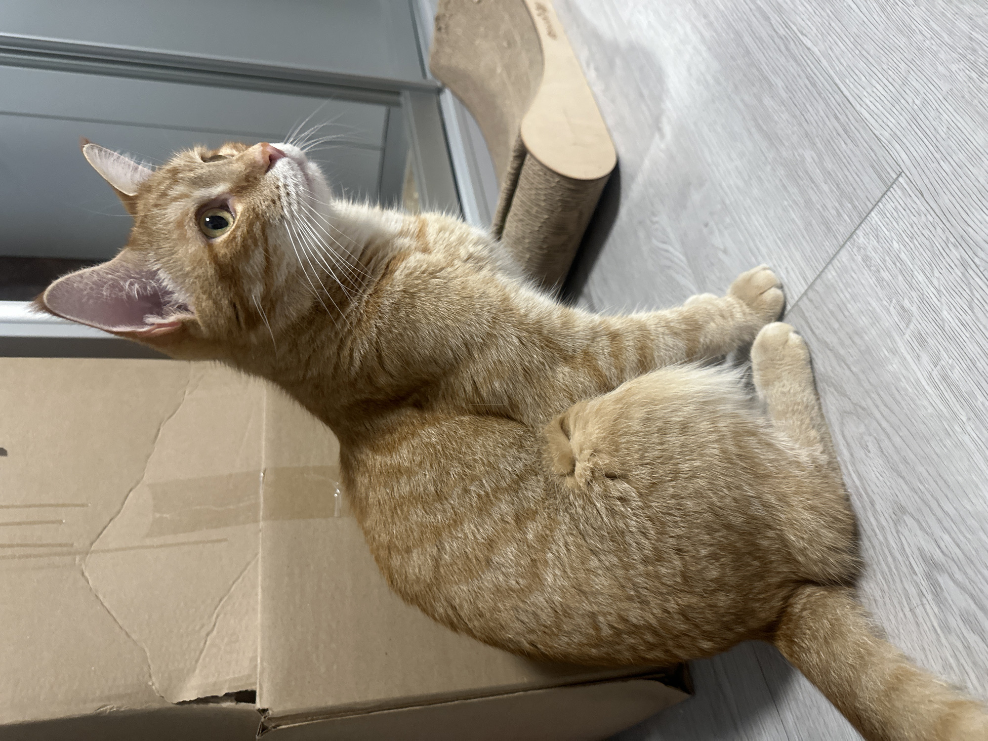 An orange tabby cat sits on a light gray wooden floor in an indoor environment. The cat is facing to the right of the frame, with its body angled slightly towards the viewer. Its fur is a mix of light and dark orange stripes. The cat's eyes are open and yellow. Behind the cat, to the left, is a large, damaged cardboard box. To the right of the cat is a curved cardboard scratching post. In the background, a reflective surface, possibly a closet door, is visible. The lighting in the scene is soft and natural.