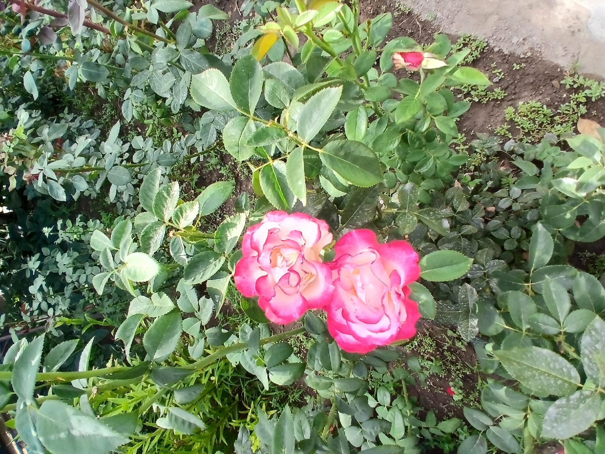 The image shows a close-up view of two pink and white roses in a garden. The roses are in full bloom and have delicate, layered petals. They are surrounded by lush green foliage, with some of the leaves showing signs of variegation. The ground beneath the plants is dark soil, with small weeds growing in patches. To the right of the roses, a single red rosebud is visible, partially unfurling. The overall impression is one of natural beauty and vibrant growth. The image appears to be taken outdoors, likely in a residential garden or park. The lighting suggests it is daytime, with soft, natural light illuminating the scene. There are no people or animals visible in the image. The context of Коктал, Kazakhstan, is not directly evident from the visual information provided in the image itself.