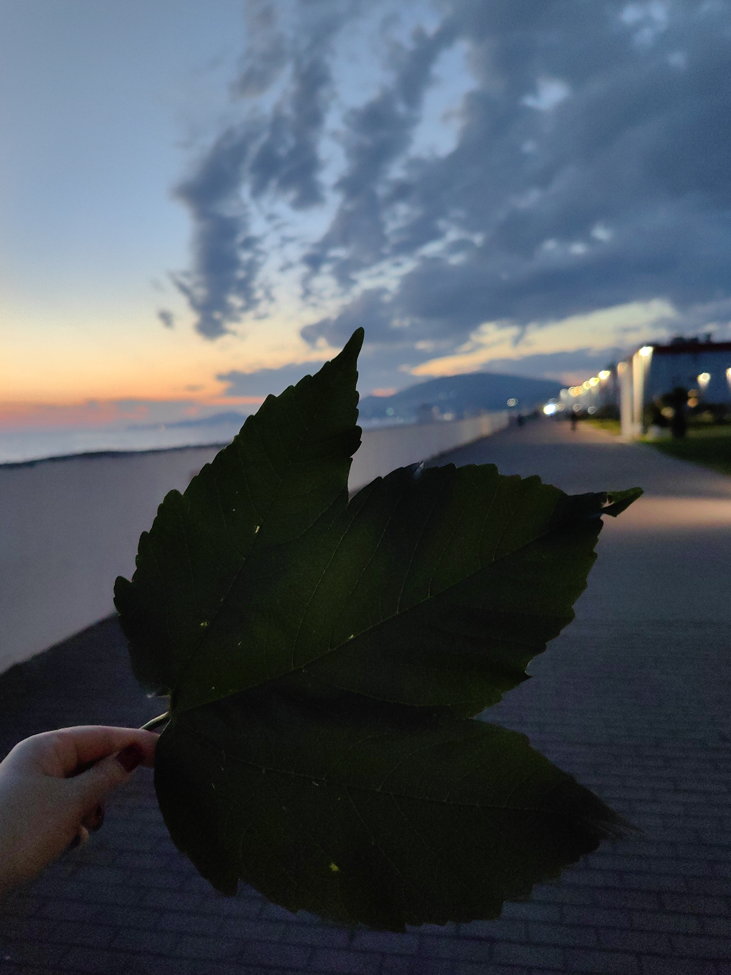A close-up shot captures a dark green, serrated leaf held in a person's left hand, with maroon nail polish visible on one finger. The leaf dominates the foreground, obscuring much of the background. The background depicts a dimly lit seaside promenade, likely in Sochi, Russia, at dusk. The sky is a gradient of pale blue and orange, with scattered, dark clouds. A line of illuminated streetlights stretches along the promenade, casting a warm glow on the paved walkway. In the distance, blurred figures can be seen strolling, and a hazy outline of mountains or hills is visible against the horizon. The overall atmosphere is serene and twilight-like, with the leaf serving as a focal point against the expansive sky and urban landscape.