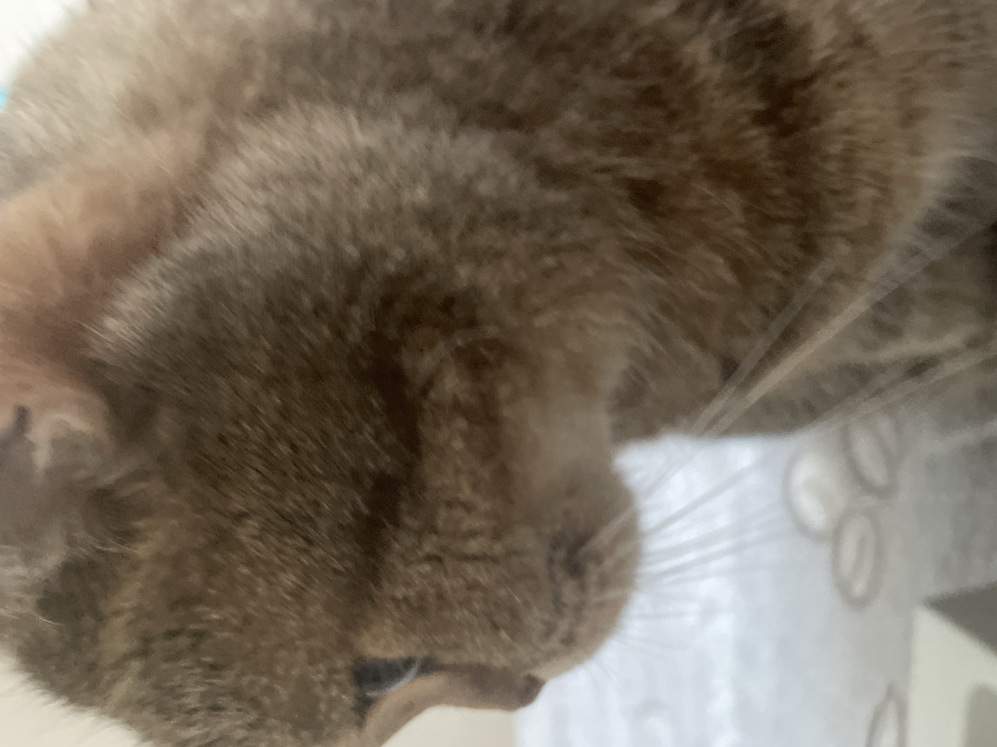 A close-up profile shot of a cat's head shows its brown fur and a portion of its face. The cat is positioned in the foreground of the image, with its head tilted slightly down and to the left. The background is out of focus and appears to be a white surface with some indistinct circular patterns. The image is taken from a low angle, emphasizing the texture and color of the cat's fur. There is no information available about the location or any activities taking place.