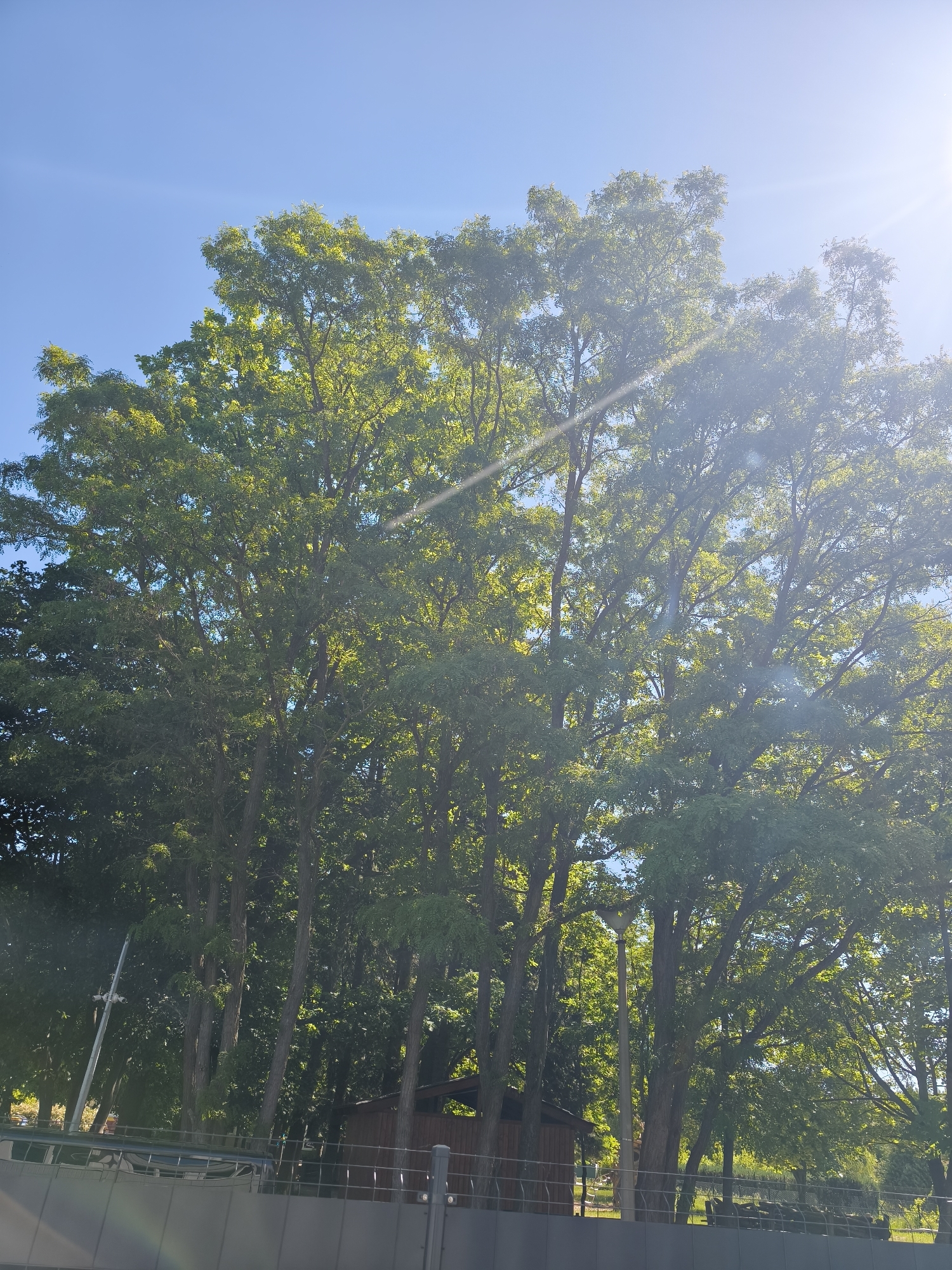 A sunlit, outdoor scene features a cluster of tall trees with dense green foliage against a clear blue sky. The trees are located behind a gray metal fence. Behind the fence and trees, there's a small building or shed with dark brown siding. A street light is visible among the trees. The location is in an urban area, but the specific city is unknown. There are no visible people.