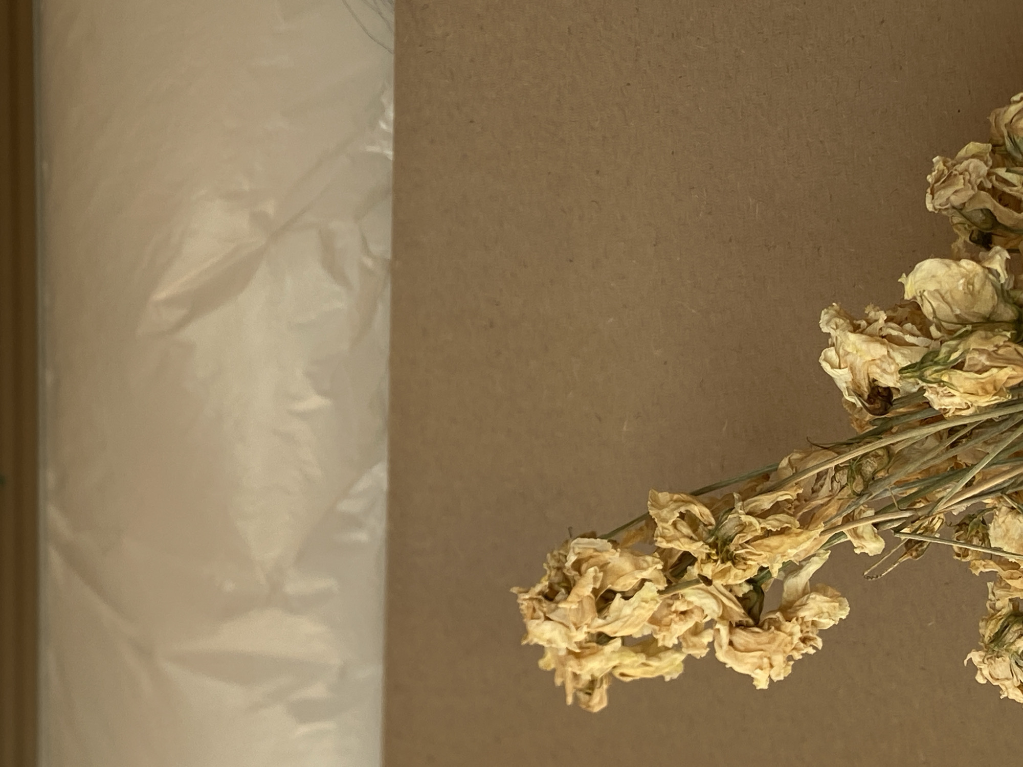 A close-up, eye-level shot captures dried, pale yellow flowers with delicate, withered petals and thin, green stems. The flowers are clustered in the lower left quadrant of the frame, with their stems extending upwards and to the right. They are set against a textured, brown background that takes up the majority of the lower half of the image. In the upper half, a translucent, crinkled material, possibly plastic sheeting or parchment paper, forms a soft, illuminated layer, creating a contrast with the textured background. The lighting is soft and diffused, with subtle shadows highlighting the texture of the flowers and the crinkles in the upper material. There are no people or identifiable landmarks present in the image. The scene is devoid of any context that would indicate its location in Belgrade, Serbia.