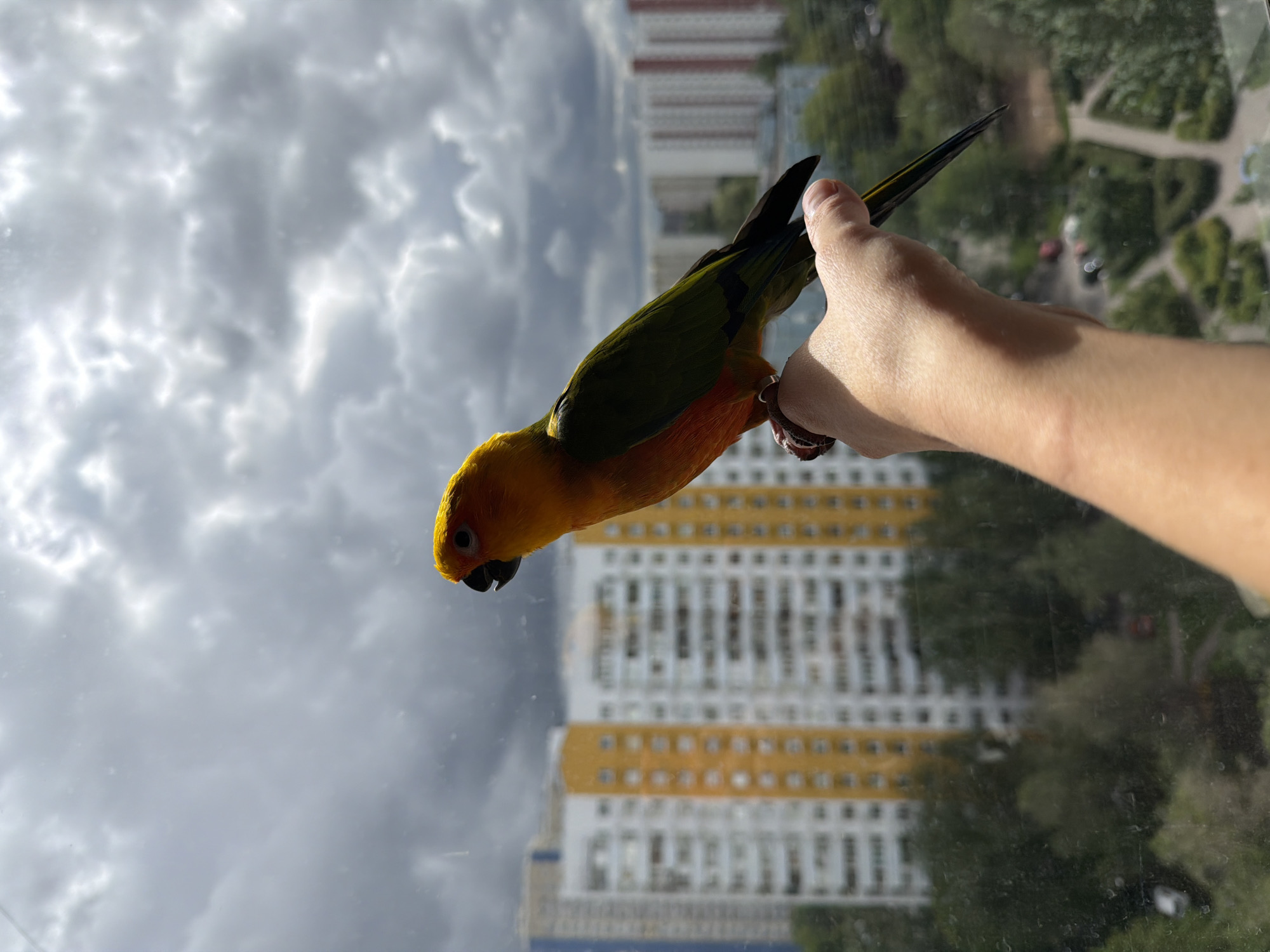 A Sun Conure bird with a black beak, yellow head, orange chest, green back, and black tail feathers is perched on a human hand. The human hand is pale-skinned and is positioned in the upper right of the image. The hand appears to be holding the bird gently. A metal band is visible around one of the bird's legs.
The background is a cityscape, reflected in a window. A tall building with white and yellow horizontal sections and numerous windows is prominently visible. Other buildings and trees are also visible but less distinct due to the reflection. The sky is overcast with gray clouds.
Based on the background, this image was likely taken from Khimki, Russia.