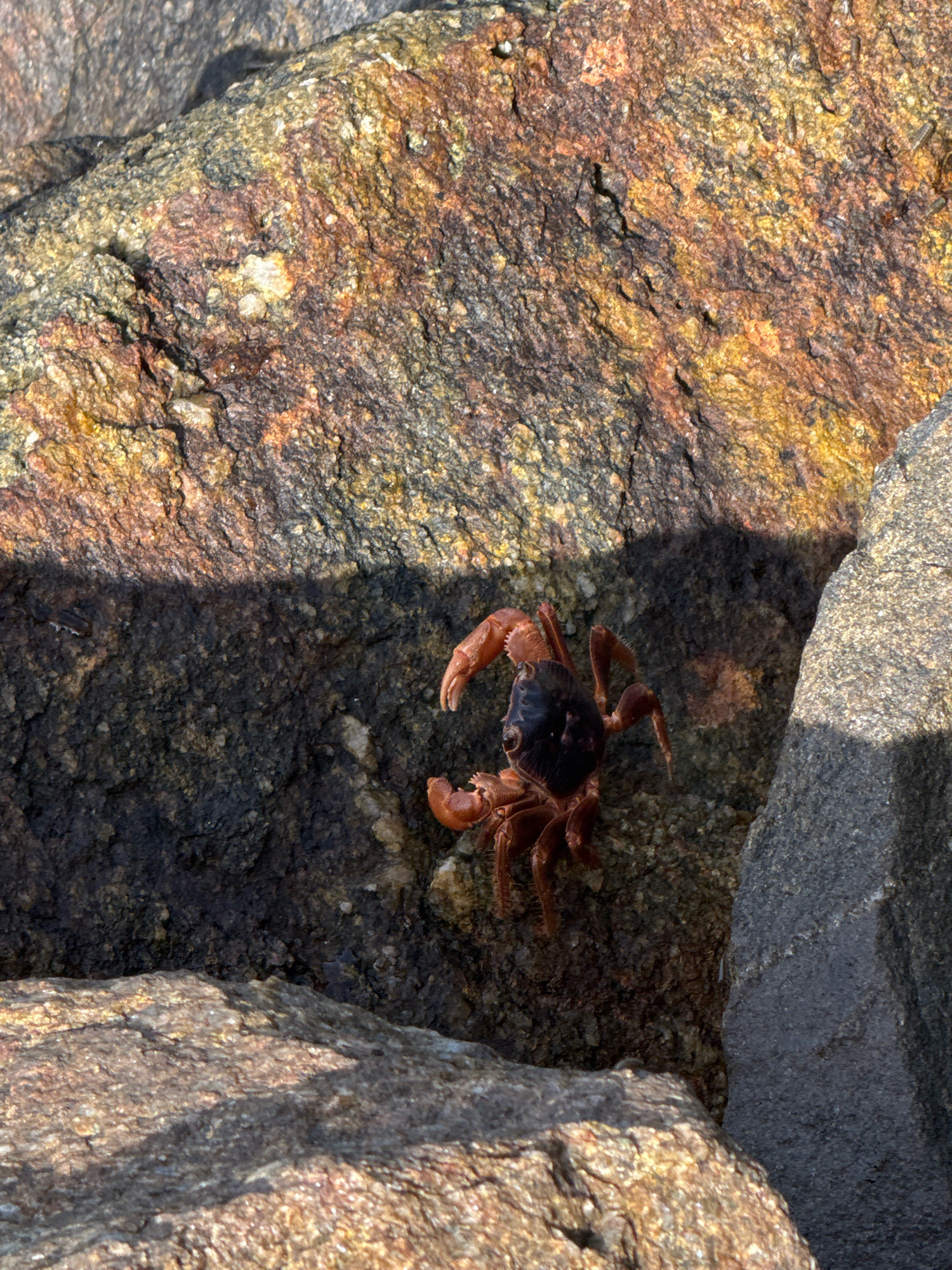 A single, small, reddish-brown crab is positioned on a dark, textured rock face. The crab is facing left, with its legs spread and its claws slightly raised. The rock it rests on is speckled with lighter and darker tones, and in the background, larger, rough-hewn rocks are visible, some with a reddish-brown hue and others grey. The scene appears to be an outdoor environment, possibly a coastline or rocky shore, in Ahangama, Sri Lanka. A shadow is cast across the rock, suggesting overhead light from the sun.