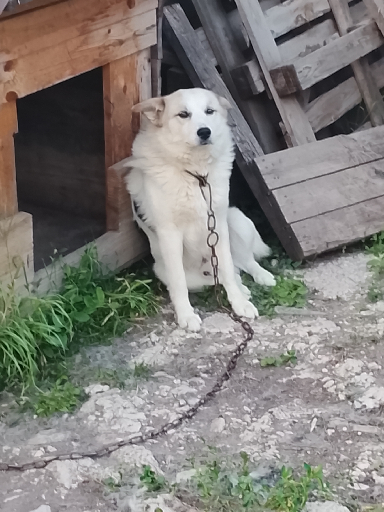 A white dog with light brown ears is chained to a wooden doghouse in Komarevo, Bulgaria. The dog is sitting on rocky ground with some grass growing around it. To the right of the doghouse, there is a pile of wooden planks. The dog is looking towards the camera. The overall scene appears to be outdoors, likely in a rural or semi-rural setting.