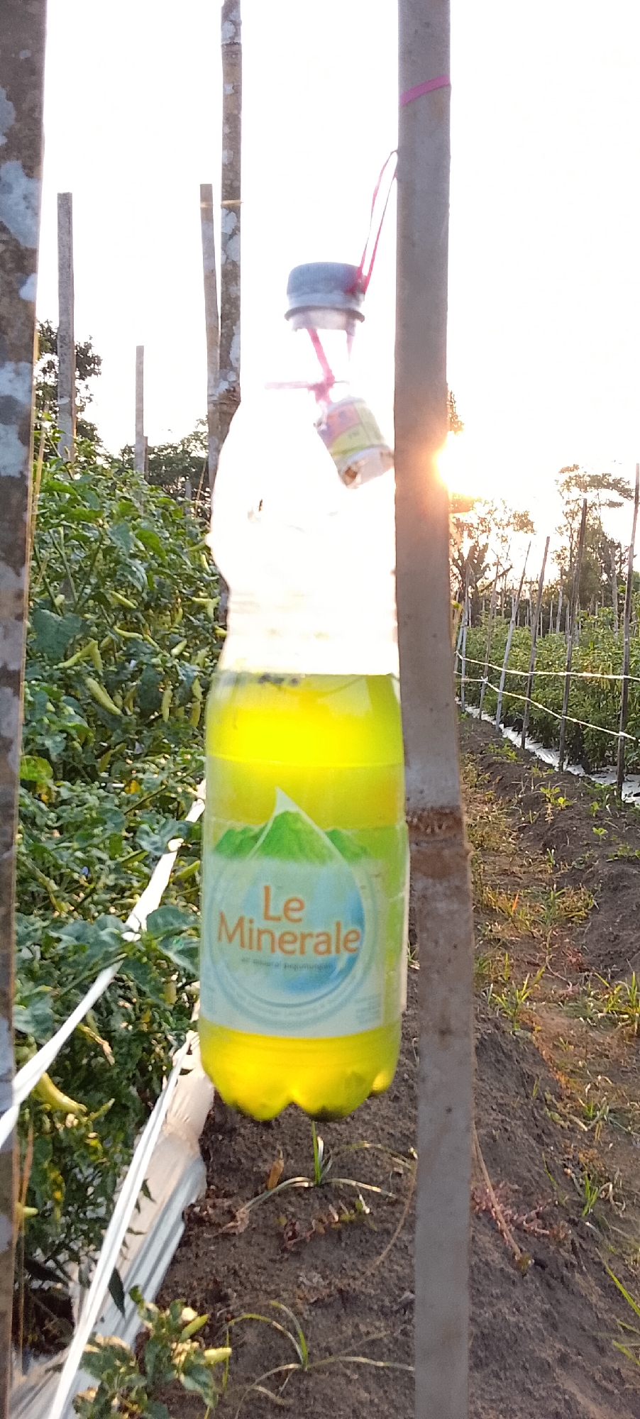 A plastic bottle, filled with a bright yellow liquid and labeled "Le Minerale," is suspended by a pink string from a wooden post in an agricultural field. The bottle is positioned to the left of the frame, with a row of chili plants visible behind it. The field appears to be located in Padang Dalom, Indonesia, as indicated by the presence of tilling and rows of young plants. The sun is setting, casting a warm glow over the scene and creating lens flares. The overall environment suggests a rural setting, likely a farm or plantation.