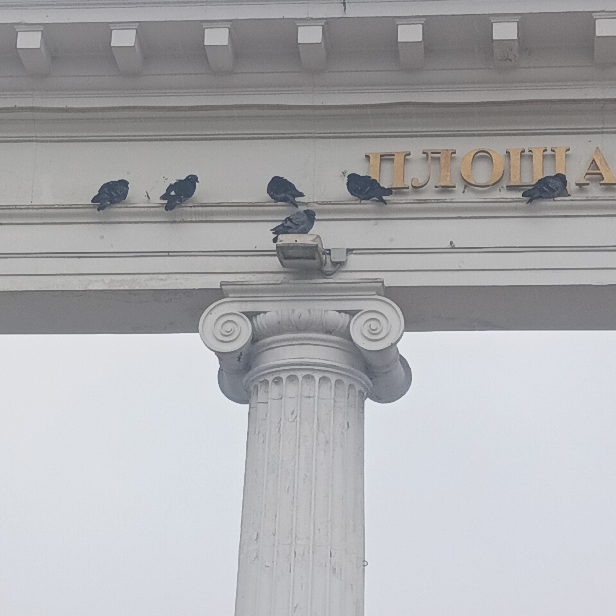 The image displays a classical-style architectural structure, likely part of a building facade, monument, or entrance archway, viewed from a low angle against a light grey, overcast sky. The central feature is a white, fluted column with an elaborate Ionic capital, supporting a substantial entablature.
Several dark-feathered pigeons are perched on the upper sections of the structure. Seven pigeons are visible: two on the upper ledge of the entablature to the left, two more closer to the center, one resting directly on a small, grey light fixture mounted below the gold lettering, and two further to the right. The birds appear to be resting.
Prominently displayed on the entablature are large, raised golden Cyrillic letters spelling out "ПЛОЩА". Given the provided location context of Chaikovsky, Russia, this is the beginning of the Russian word "ПЛОЩАДЬ" (Ploshchad'), which translates to "Square". This suggests the structure marks or is located within a public square.
The sky is uniformly bright light grey, indicative of an overcast day with diffused light and no distinct shadows. The white stone of the architecture shows some weathering and minor discoloration, particularly on the column's fluting. The overall scene is calm and devoid of human activity.