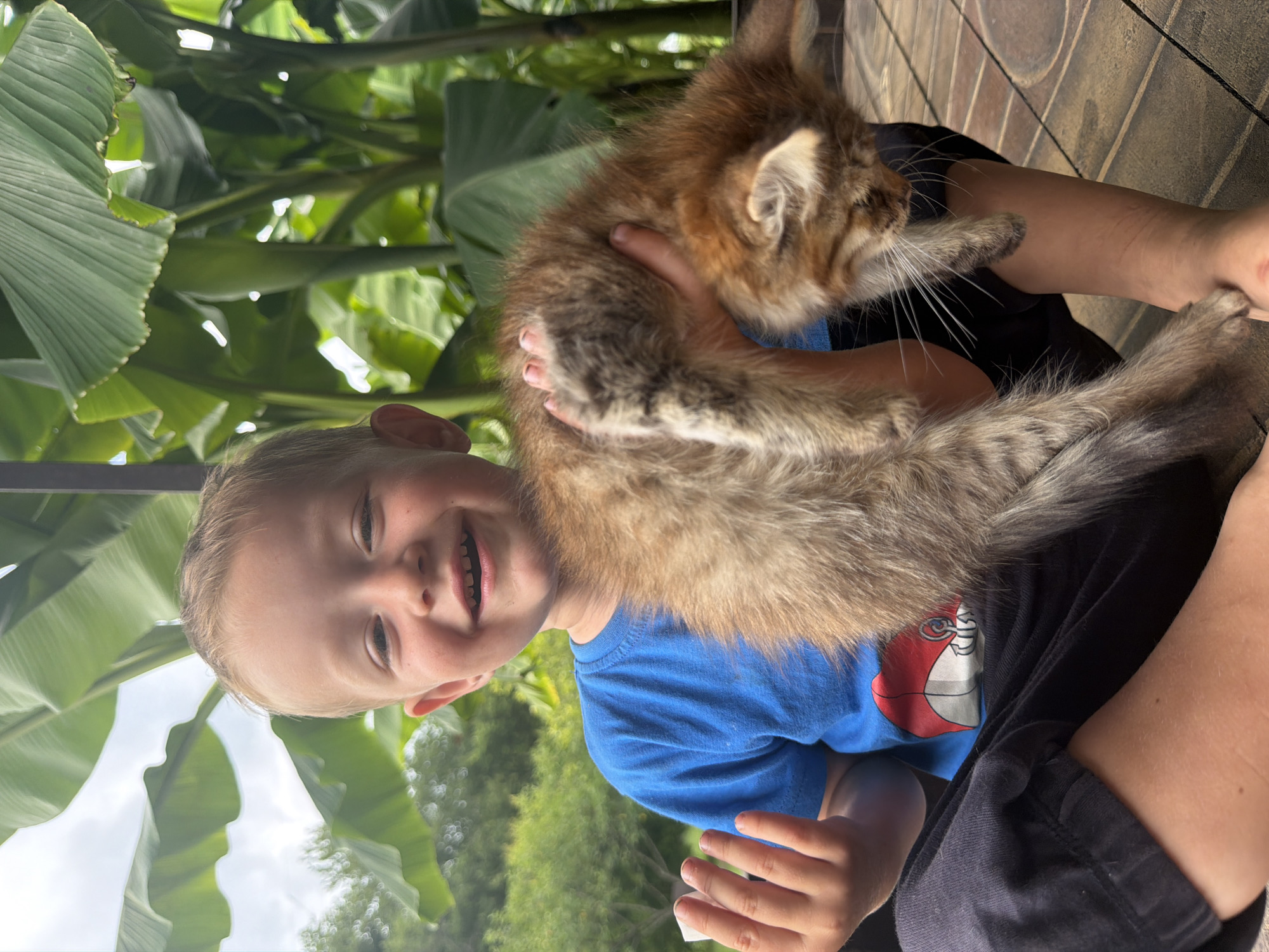 A young Caucasian boy with blonde hair and a wide smile is sitting outdoors, holding a small, fluffy tabby kitten. The boy is wearing a blue t-shirt with a red and white graphic on it and dark pants. He is looking at the camera with his mouth open in a laugh. The kitten is being held in the boy's arms and is looking down. The background consists of large green leaves, likely from banana trees, and some greenery suggesting a lush environment. The setting appears to be a porch or patio with tiled flooring. The overall atmosphere is joyful and playful.
