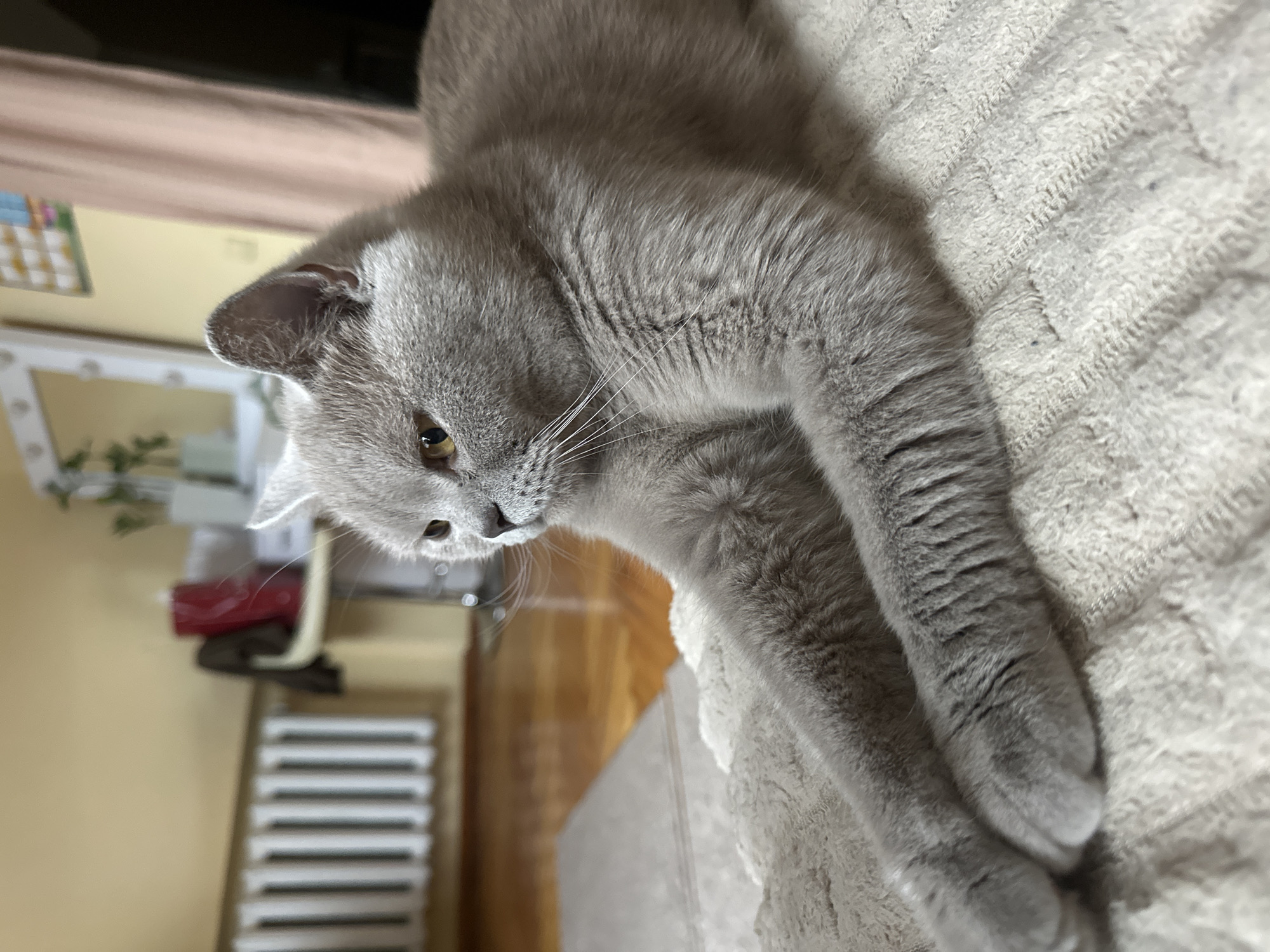 A grey British Shorthair cat is lying on a textured beige blanket, its front paws extended forward. The cat's head is turned to the left, showing its yellow eye and delicate whiskers. The background is softly blurred, revealing a radiator on the left side of the image and a table with a red bag and other objects on the right. A mirror with lights is visible further back. The overall environment suggests an indoor setting, likely a residential room. No specific location in Ternopil, Ukraine, can be determined from the image.