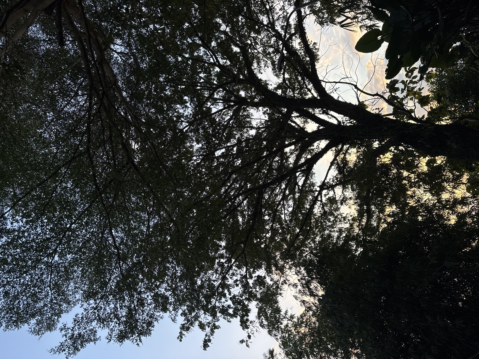 The image shows a view looking up into the dense canopy of trees. The leaves are dark, and the sky is visible in small gaps between the branches. The location is Kuta Selatan, Indonesia.