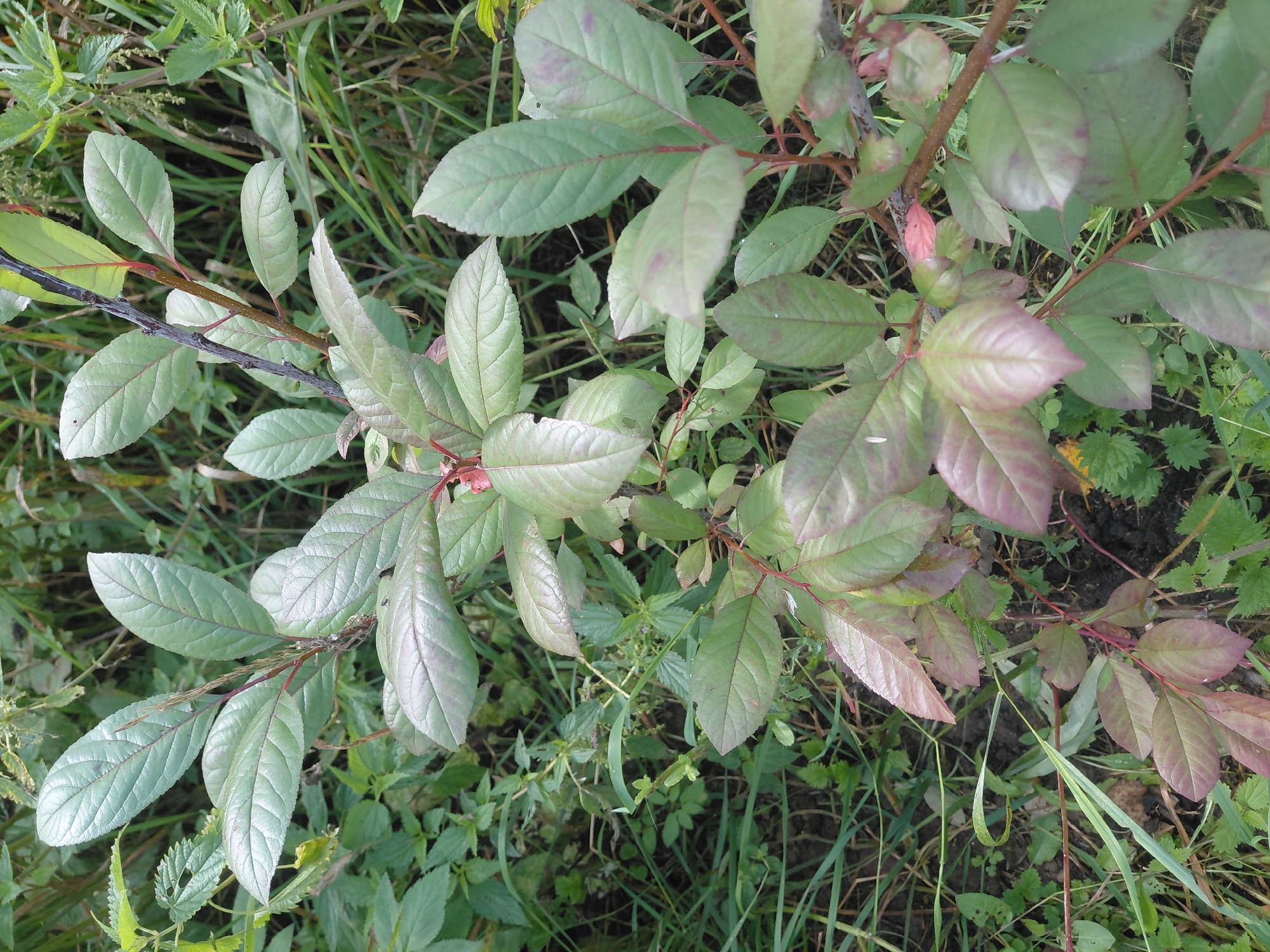 In Malinovka, Russia, an overhead shot captures a close-up of a plant with varying shades of green and reddish-purple leaves. The leaves are ovate with serrated edges and prominent veins. Some leaves appear slightly wilted or have blemishes. The plant's stems are thin and reddish-brown, with some appearing woody. The background consists of other green foliage, grasses, and dark soil, indicating a natural, outdoor setting possibly in a park or a less manicured area. There are no people or human-made objects clearly visible in the image.