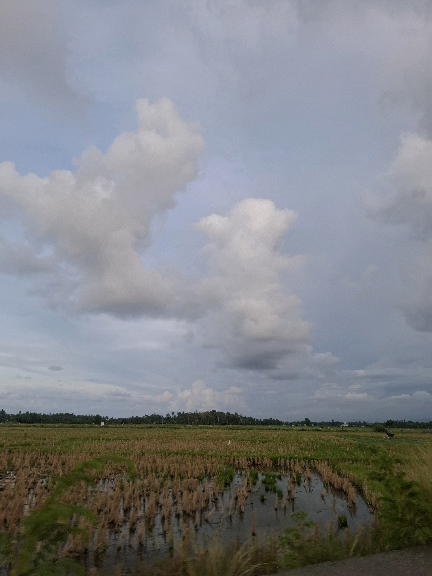 This is a wide shot photograph of a rice field, likely in the city of Tijien Daboh, Indonesia. The sky is filled with dramatic, heavy clouds in various shades of grey and white, with hints of blue peeking through. The clouds are large and voluminous, suggesting impending rain or a recent downpour.
The foreground is dominated by the rice field, which appears to be in a post-harvest state. Stalks of dried rice plants stand in rows, with patches of water reflecting the cloudy sky. Some green vegetation is visible around the edges of the field and interspersed within the dried stalks.
In the middle ground, a line of trees forms a dark green border, separating the fields from the sky. Beyond the trees, a flat landscape stretches to the horizon. There is a small, white structure visible in the distance among the trees, possibly a building or a sign. On the far right side of the image, a dark, animal-like figure is standing in the field, though its specific identity is unclear. The overall lighting suggests it is either early morning or late afternoon, with the sun partially obscured by the clouds.