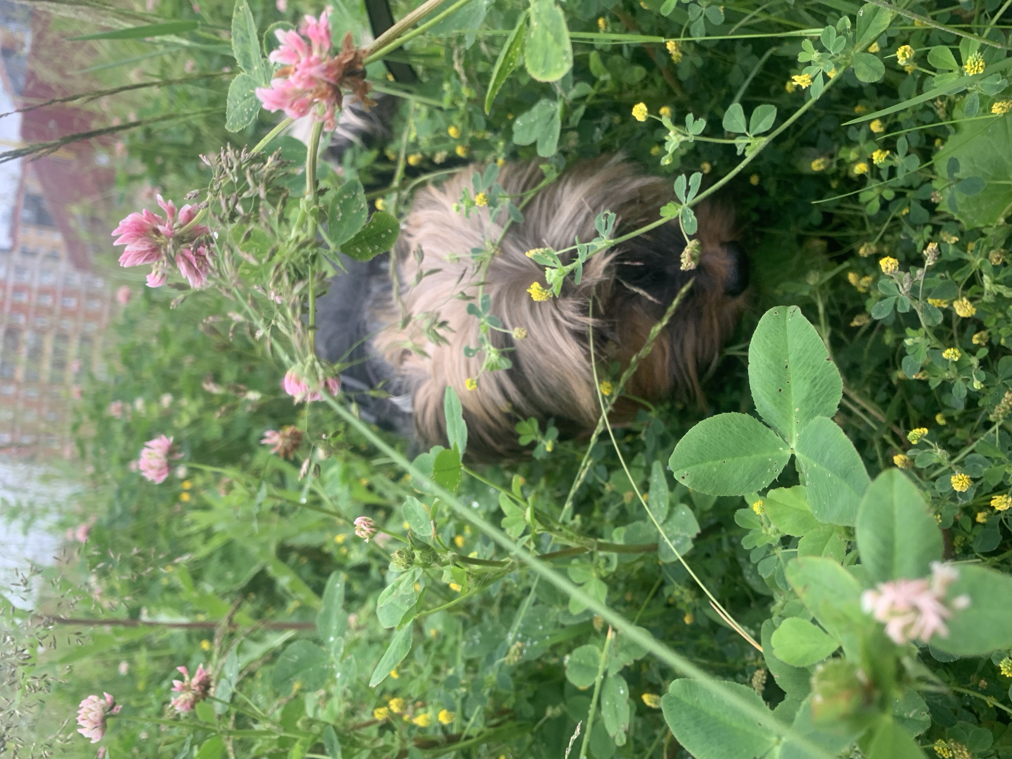 An overhead medium shot captures a Yorkshire Terrier lying down in a patch of lush green grass and clover. The dog's head is buried in the foliage, with only its long, tan and brown fur visible. Pink clover flowers and small yellow wildflowers are scattered throughout the greenery. In the background, out of focus, is a multi-story brick building. The scene appears to be in a residential area of Kolpino, Russia, likely a park or a yard, given the presence of the building and the natural elements.