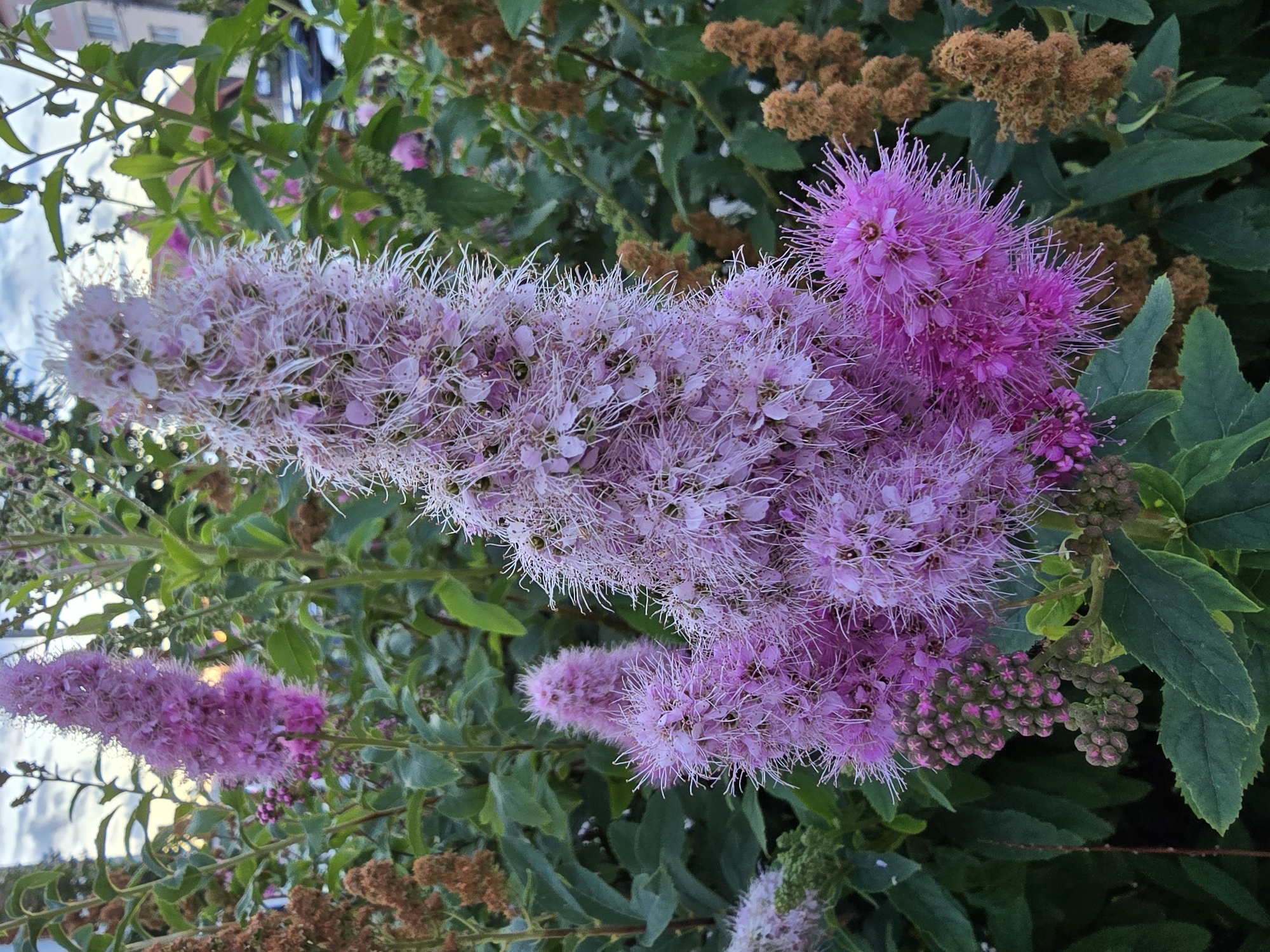 This is a close-up, eye-level, outdoor shot of a flowering plant, likely in a garden or park in Vyshneve, Ukraine. The plant features tall, fluffy, conical clusters of small, pinkish-purple flowers with delicate white stamens. Some of the flowers are fully open and feathery, while others are in bud or partially open, appearing as tighter clusters of pink. The foliage is a lush, dark green. In the background, other plants with dried, brown seed heads are visible, as are glimpses of buildings, including a light-colored building with windows and a darker-colored vehicle. The sky is overcast, with hints of soft, diffused light. The focus is primarily on the flowering plant in the foreground, with the background softly blurred. There are no people or animals present.