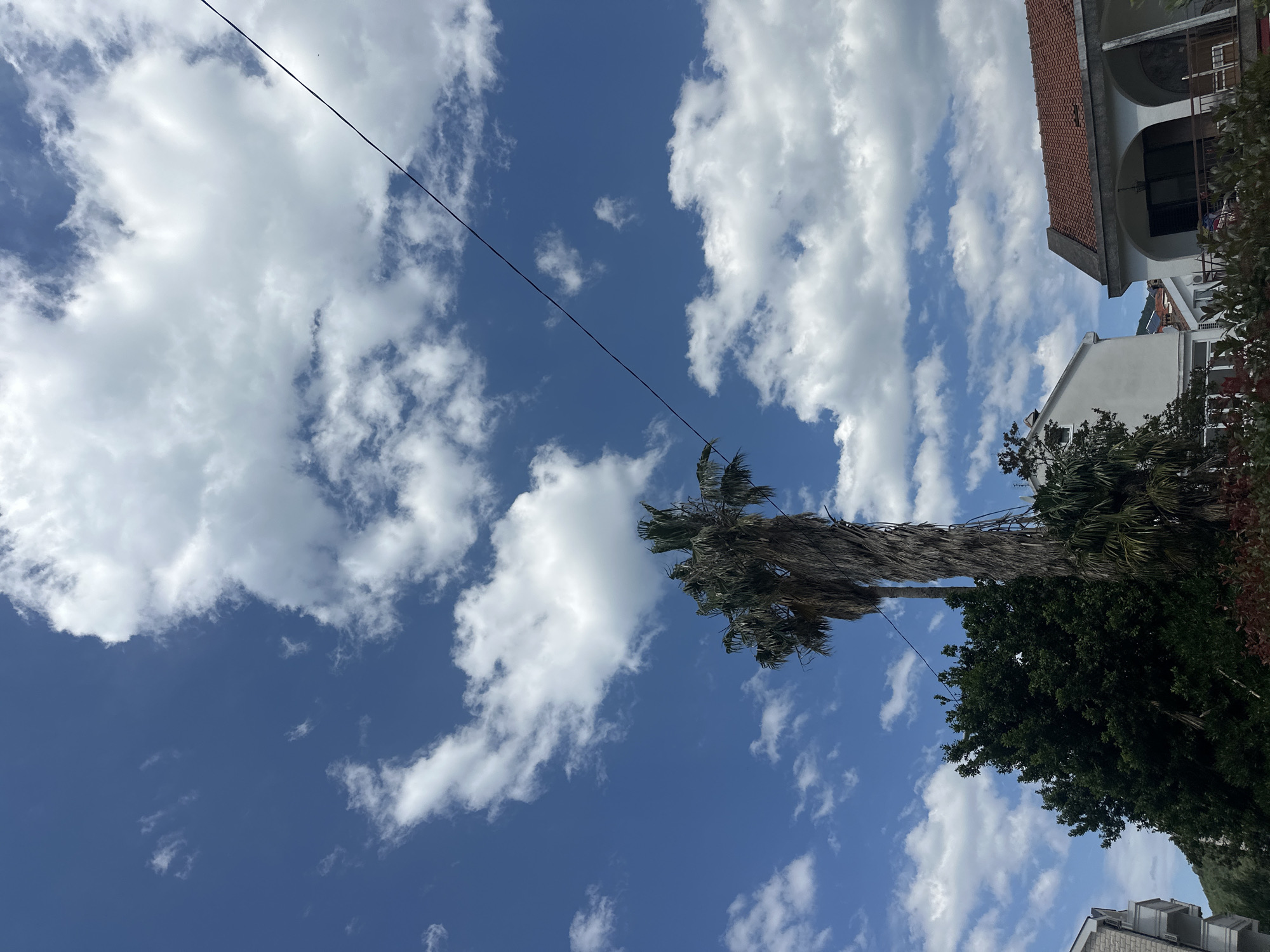 The image, taken in Budva, Montenegro, shows a partly cloudy blue sky with a utility wire stretching across the upper left. A tall, mature palm tree is centrally positioned. To the right of the palm tree, there is a dark green tree and a building. The building has a red tile roof and white balconies. The image appears to be shot from a low angle, looking upward.