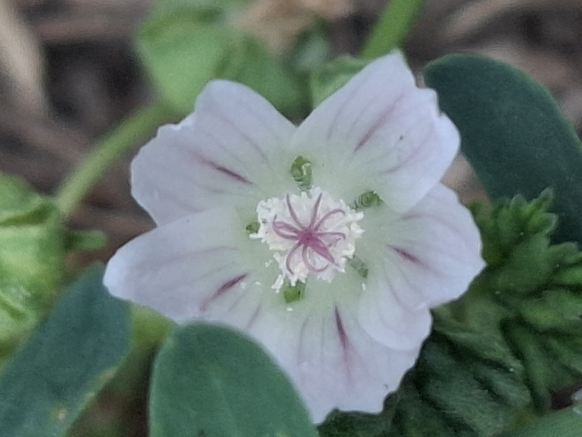 A close-up, vertical, eye-level shot captures a delicate, pale pink flower with darker pink veining on its petals. The flower, centrally located, has a white stamen cluster in its center with thin, pink filaments. Green leaves and stems surround the flower, with some leaves in the foreground and background appearing slightly blurred. The background consists of a soft, brown, out-of-focus area, suggesting natural ground cover. The image appears to be taken outdoors, with natural lighting. There is no indication of any specific location in Almaty, Kazakhstan.