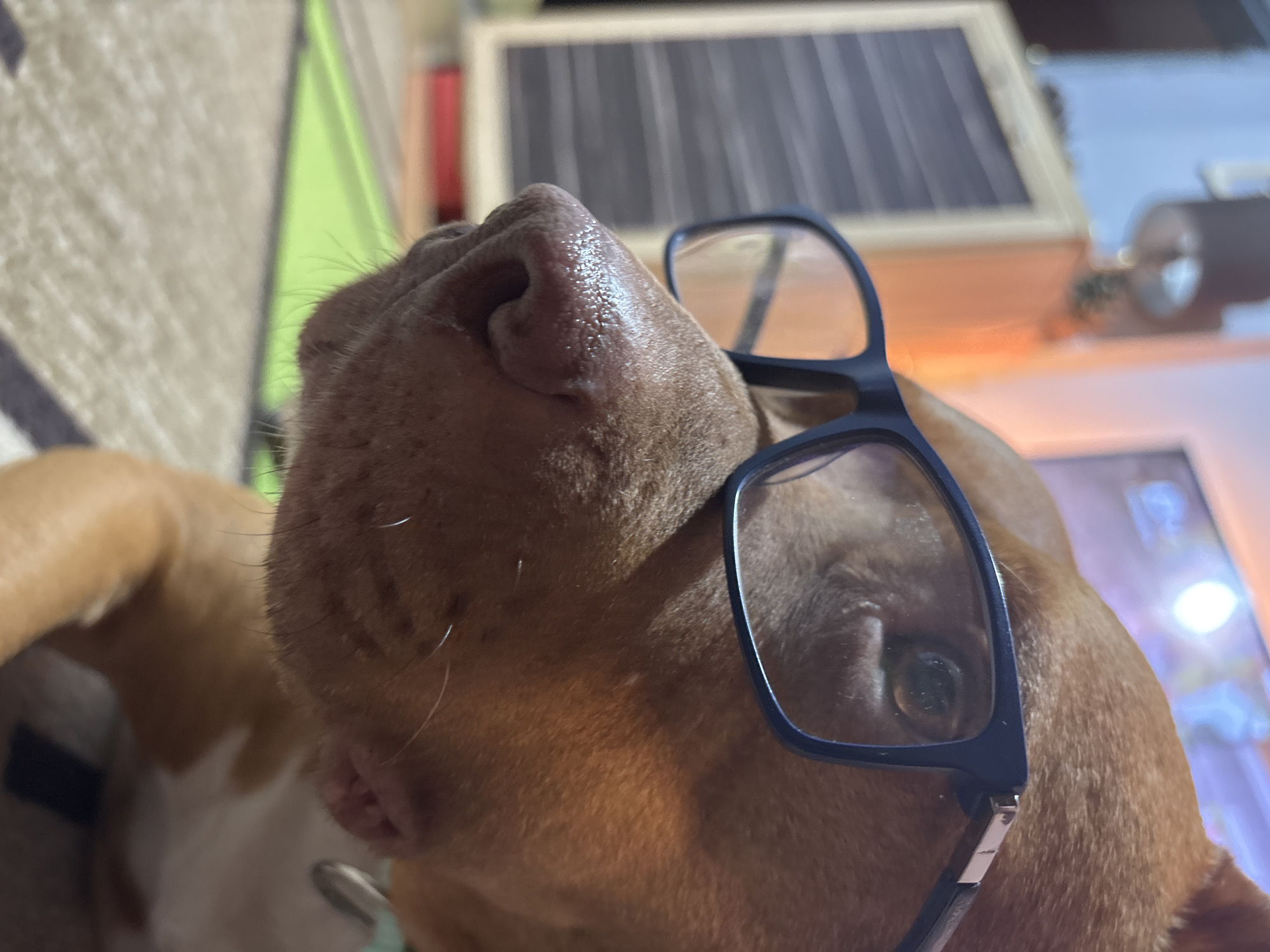 This close-up, low-angle photograph features a tan and brown-colored dog, likely a pit bull or a similar breed, looking upwards. The dog is notably wearing dark-framed eyeglasses, which rest on its snout and extend over its left eye, visible through the lens. Its wet, textured nose is prominent and in sharp focus in the foreground, highlighting its details. Short fur and a few whiskers are also discernible.
The background is softly blurred, indicating a shallow depth of field. Various household objects are vaguely visible: a white, textured fabric or surface on the left, next to a bright green element. In the upper background, there's a rectangular object with dark vertical stripes, possibly a picture frame or a decorative panel. To the right, a metallic, cylindrical item, perhaps a lamp or a component of an electronic device, is out of focus. The lighting suggests an indoor setting, likely a home, with artificial illumination. The dog's expression is neutral, contributing to a humorous and endearing portrayal. No text is visible in the image. This scene is located in Sofia, Bulgaria.
