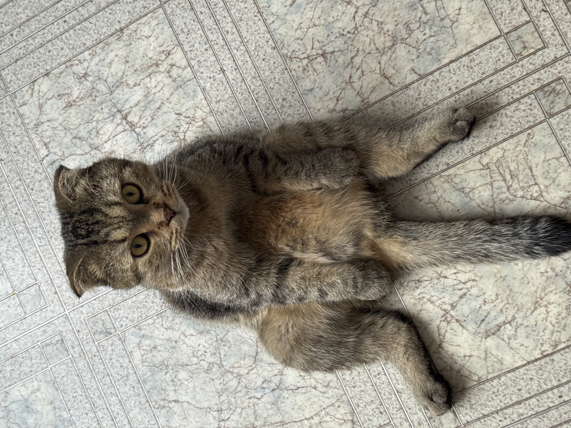 A domestic cat, likely a Scottish Fold due to its folded ears, is depicted lying on its back on a tiled floor in an indoor setting in Chaikovsky, Russia. The cat has a tabby coat, featuring stripes and patches of brown, grey, and black fur, with lighter, cream-colored fur on its belly. Its front paws are curled towards its chest, and its hind legs are splayed outwards. The cat has bright green-yellow eyes and is looking directly at the camera with a curious or relaxed expression.
The background consists of light grey and white patterned floor tiles, which have a subtle marbled appearance. Overlaid on the tiles is a distinct metal grid or rack, creating a linear, geometric pattern across various parts of the frame. The image is taken from an overhead perspective, capturing the cat's full body as it rests on the floor. There is no visible text in the image.