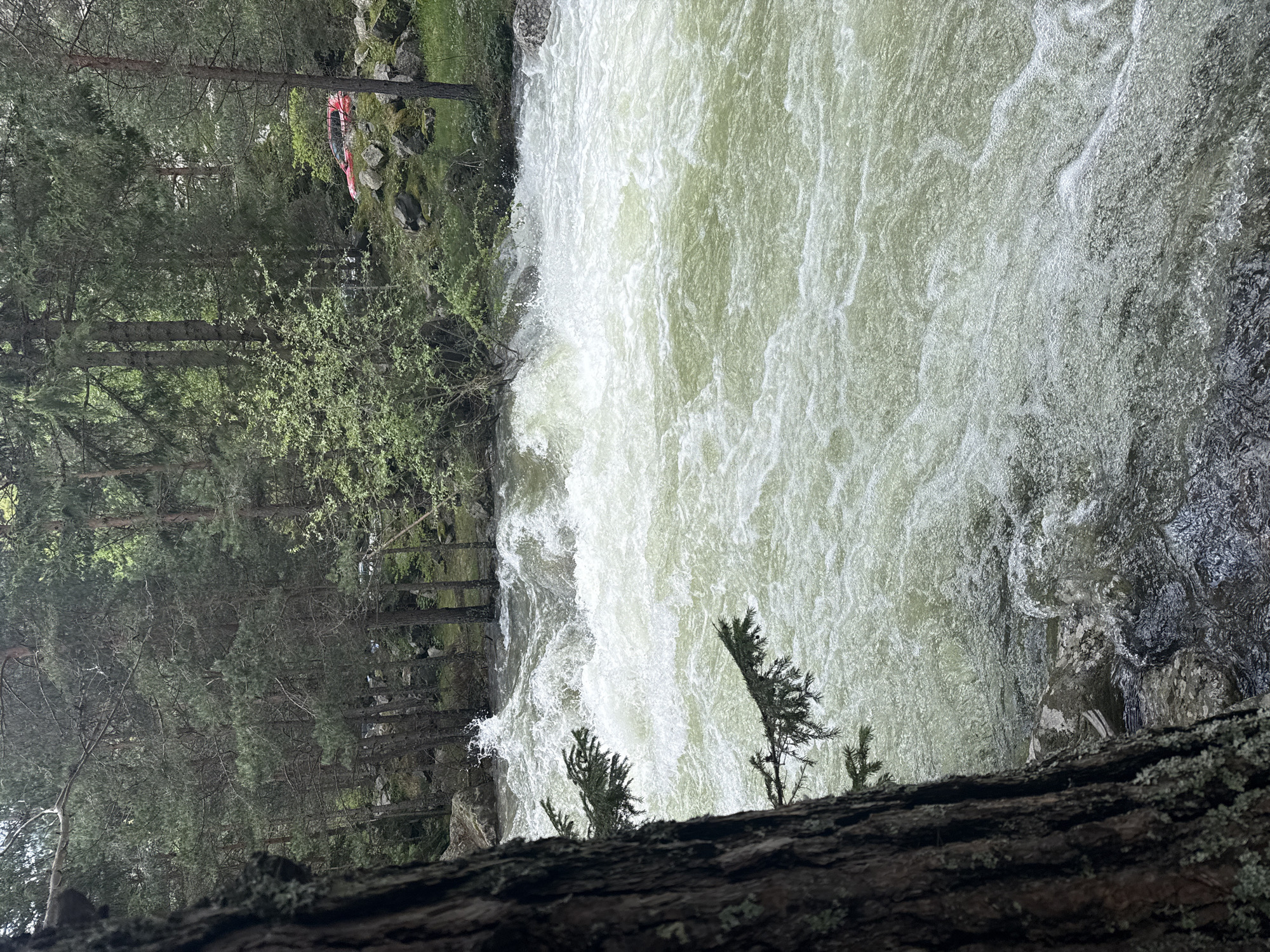 The image shows a fast-flowing river with whitewater rapids in Beli Iskar, Bulgaria. Trees line the left bank. A red kayak is visible among the trees on the left. The foreground includes a fallen tree trunk covered in lichen.