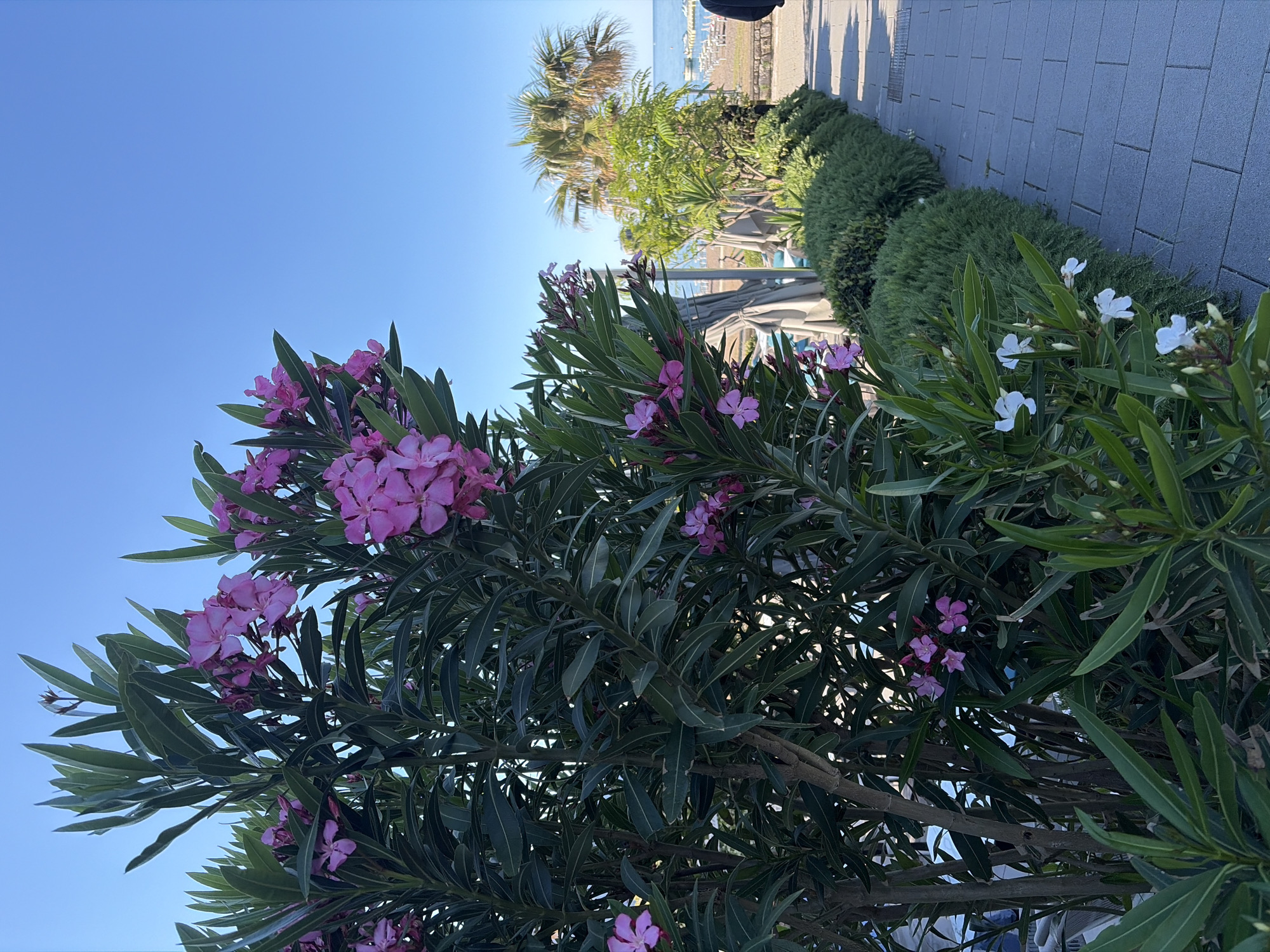 The image captures a sunny day in Rafailovići, Montenegro. In the foreground, a flowering oleander bush, displaying both pink and white blossoms, dominates the view. Behind the bush, a paved walkway is lined with manicured evergreen shrubs. In the distance, the Adriatic Sea is visible, with beach umbrellas and lounge chairs dotting the shoreline. A palm tree stands further back. The clear, blue sky suggests a pleasant, warm day.