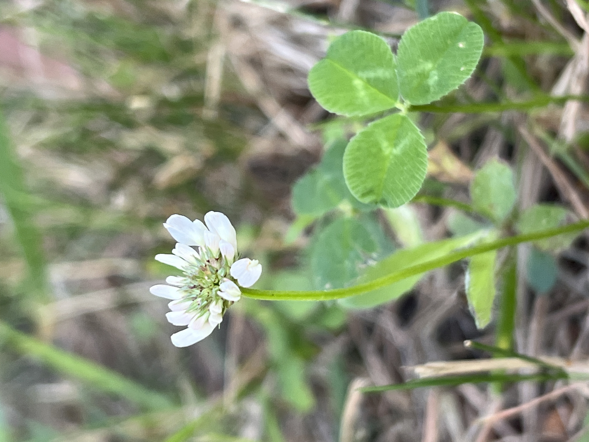 A close-up, low-angle shot shows a white clover flower with a green stem, growing in an outdoor environment. The flower has small, delicate white petals surrounding a green center with tiny reddish-brown specks. To the right of the flower, several green clover leaves are visible, with the typical three-leaflet pattern. The background is a blur of green grass and dry, brown ground cover, suggesting a natural or park-like setting. The lighting is soft, indicating it might be daytime. There are no people or animals in the image.
