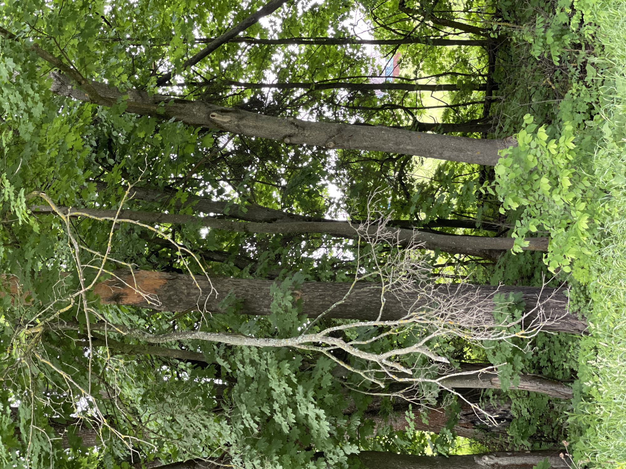 The image presents a forest scene, with several trees visible. The location is likely in the city of Ivanovskoye, Russia. The trees have green leaves, and some also have bare branches. There is some green vegetation visible at the edge of the scene. There are no visible people, subjects, objects, or interactions.