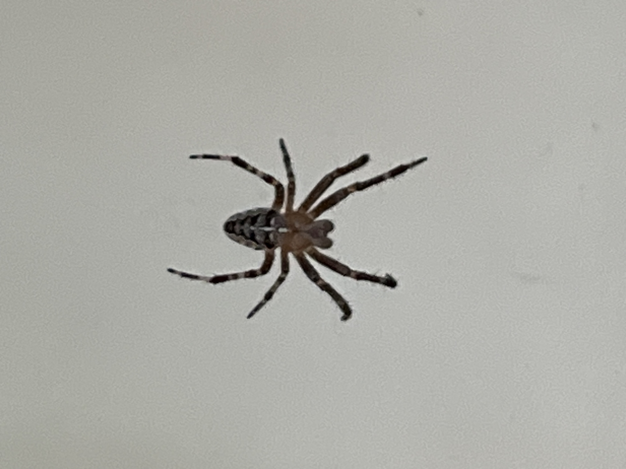 The image shows a top-down view of a small spider on a light gray, textured surface. The spider is dark brown and black with striped legs and a patterned abdomen. Its body is divided into a cephalothorax and an abdomen, and it has eight legs spread out. The background is out of focus and appears to be a wall or similar surface. There are no other objects or people visible in the image. The location in Fontanka, Ukraine, is not discernible from the image.