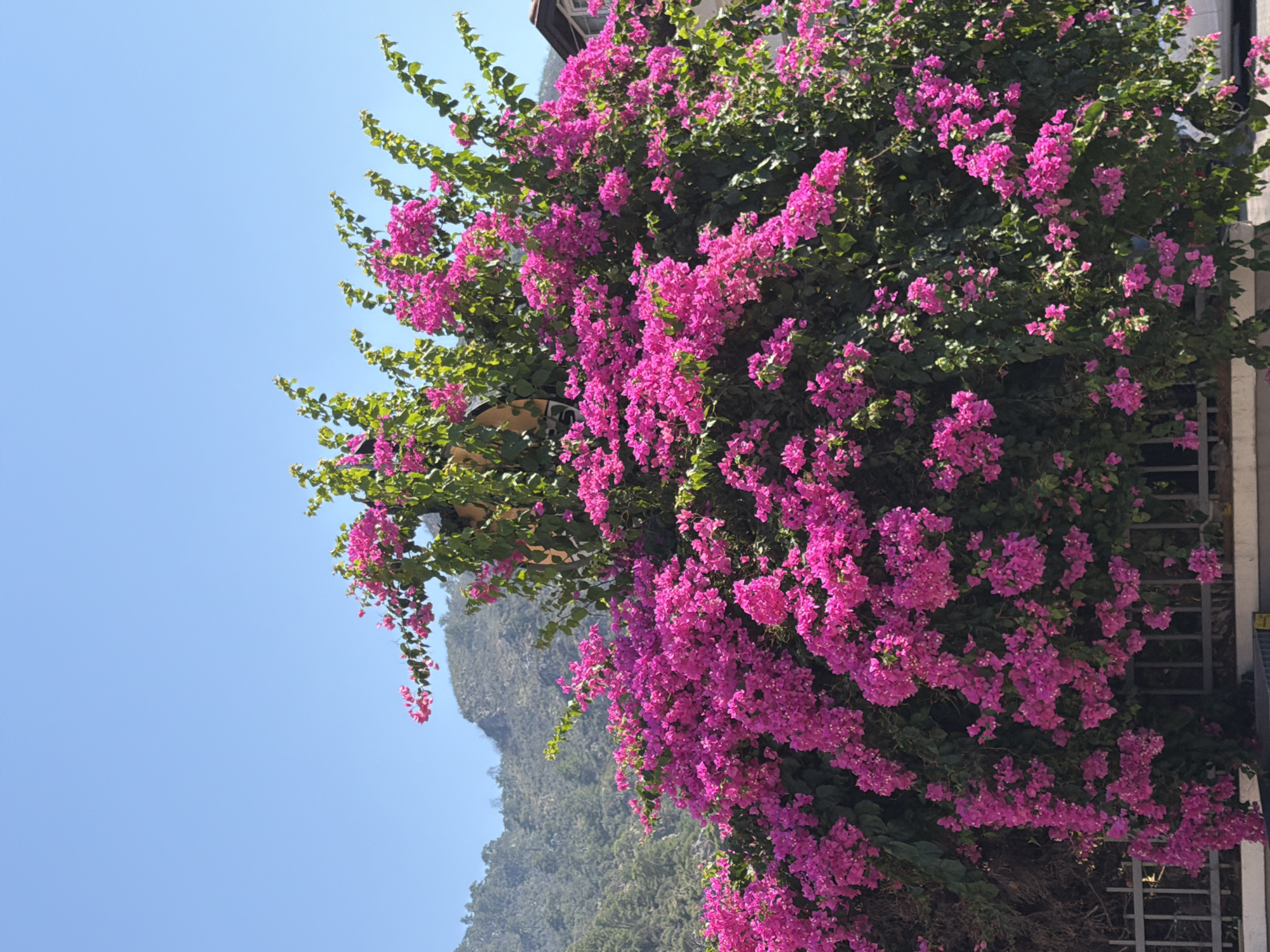 A vibrant bougainvillea bush, laden with numerous bright pink flowers, dominates the foreground of the image. The bush is lush with green leaves and vines, and is partially obscuring a grey metal fence that runs horizontally across the lower portion of the frame. Behind the bush, a gently sloping, tree-covered hillside rises towards a clear, bright blue sky. The hillside is a mix of green and brown, suggesting it may be a natural landscape. A portion of a building with a dark roof and white walls is visible on the far right side of the image. The scene appears to be set in a sunny outdoor environment, likely a residential area or a garden, given the presence of the fence and building. The overall impression is one of natural beauty and a warm, sunny day. The image is taken from a slightly low angle, looking up at the bougainvillea and the landscape behind it.