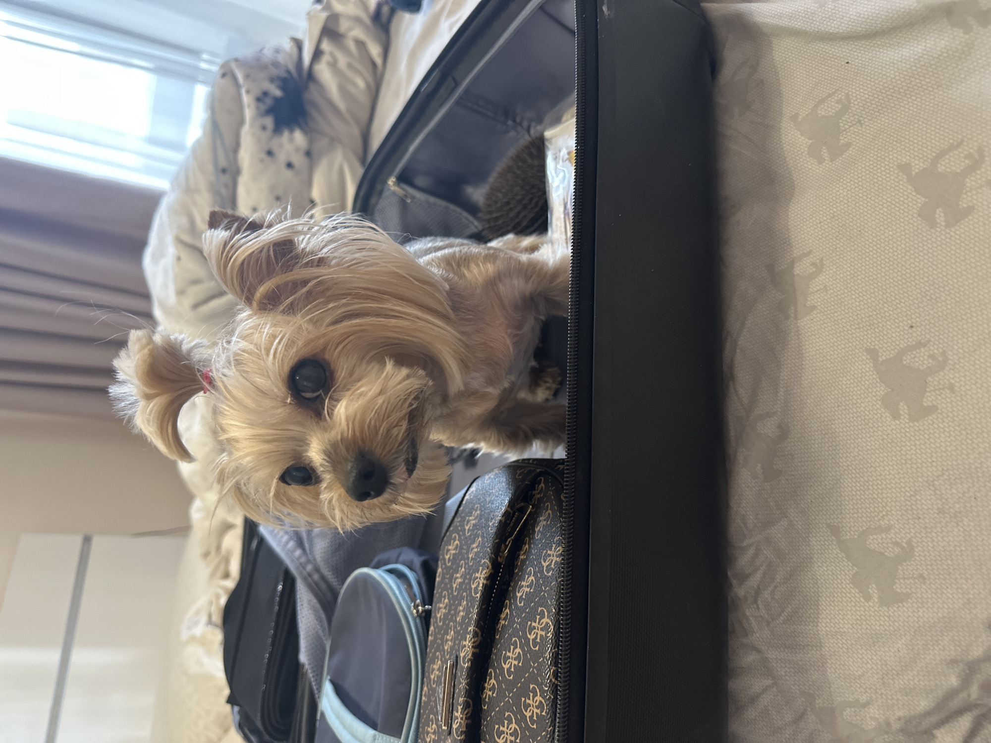 A tan Yorkshire Terrier with light brown fur is peering over the edge of an open black suitcase. The suitcase contains a gray garment, a blue purse with a light blue trim, and a brown Guess brand purse. The suitcase is on a bed with white patterned bedding. The setting is indoors, presumably a home. The location, Sofia, Bulgaria, cannot be ascertained from this image.