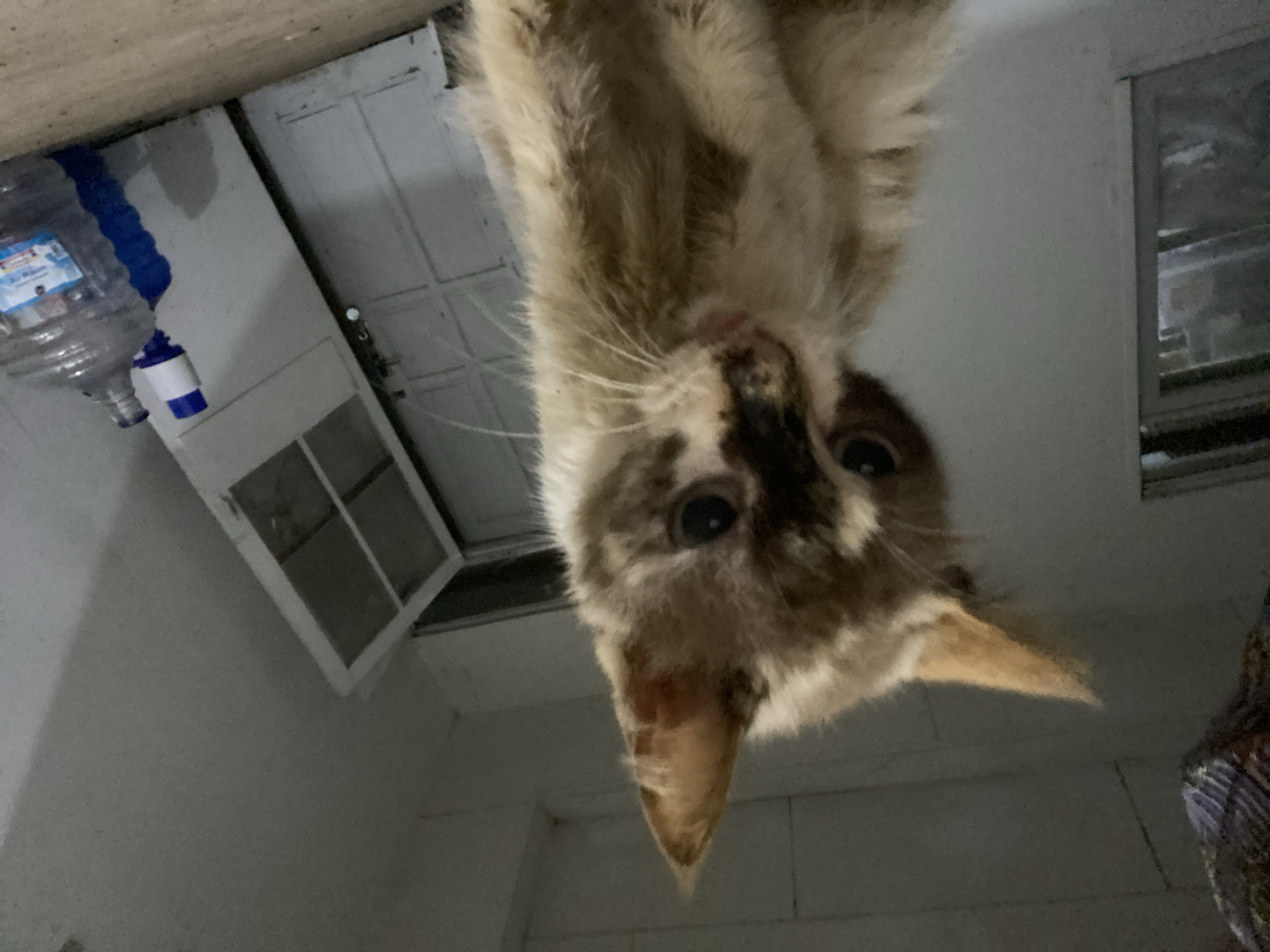 A low-angle, close-up, indoor shot shows a small, light brown and white cat with a dirty coat. The cat's face is partially obscured by its fur and the low lighting. Its eyes are open, and its mouth is slightly open, revealing a pink tongue. In the background, a white door with glass panels is visible, along with two large water jugs. The scene appears to be in a dimly lit, possibly abandoned, interior space, suggesting a location within Banjarbaru, Indonesia.