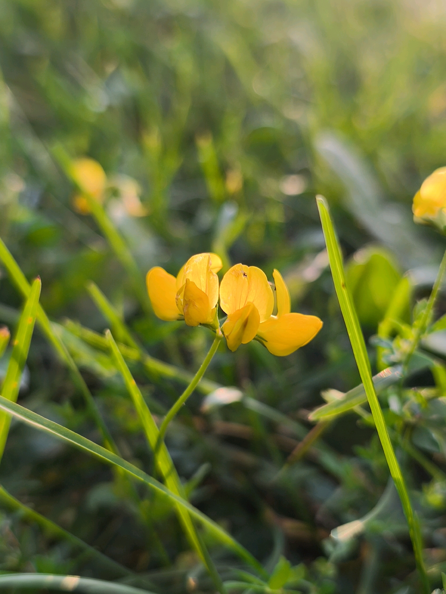A close-up, vertical shot captures yellow bird's-foot trefoil flowers amidst green grass. The foreground is dominated by sharp blades of grass, some with a slight sheen from sunlight, interspersed with blurred yellow blossoms. In the mid-ground, a cluster of three yellow flowers, each with distinctive petal shapes, stands out. A tiny black insect is visible on one of the petals. The background is a soft, out-of-focus tapestry of greens and yellows, suggesting more vegetation and sunlight filtering through. The overall impression is one of a natural, sun-dappled scene. The location is the city of Mahilyow, Belarus.