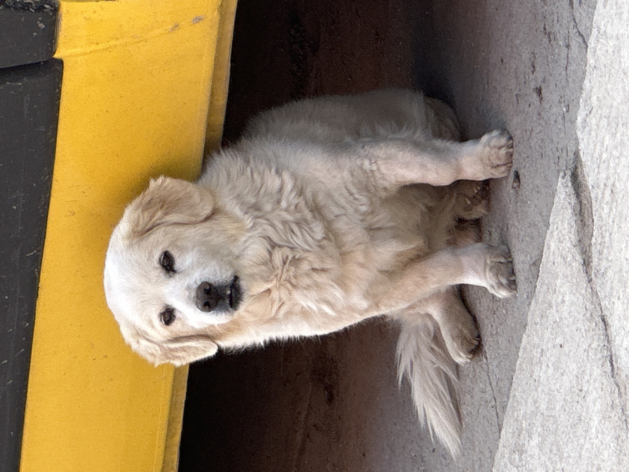 A cream-colored dog rests between a yellow support pillar and a concrete wall. The dog is looking directly at the camera, and the scene appears to be outdoors in Manole, Bulgaria.