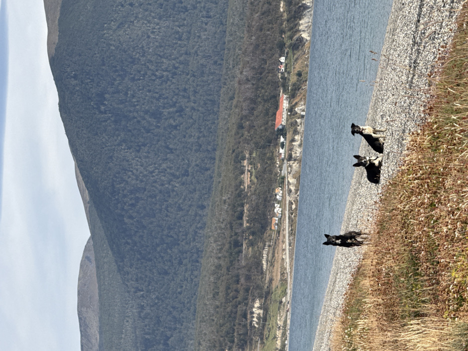 The image displays a panoramic view of a shoreline in the Municipio de Tolhuin, Argentina. Three dogs are present on a pebble beach in the foreground. One black dog stands upright, facing the viewer, positioned left of center. To its right, a black and white dog lies prone, also facing forward, next to a third black and white dog that sits upright, facing forward. The immediate foreground, to the left, consists of dry, light brown vegetation. A calm, blue-grey body of water occupies the midground. The far shoreline reveals a small cluster of buildings, predominantly white with red roofs, indicating a settlement. A road or path winds along this distant coast. In the background, large, densely forested mountains rise, extending upwards to meet a light blue sky with minimal cloud cover.