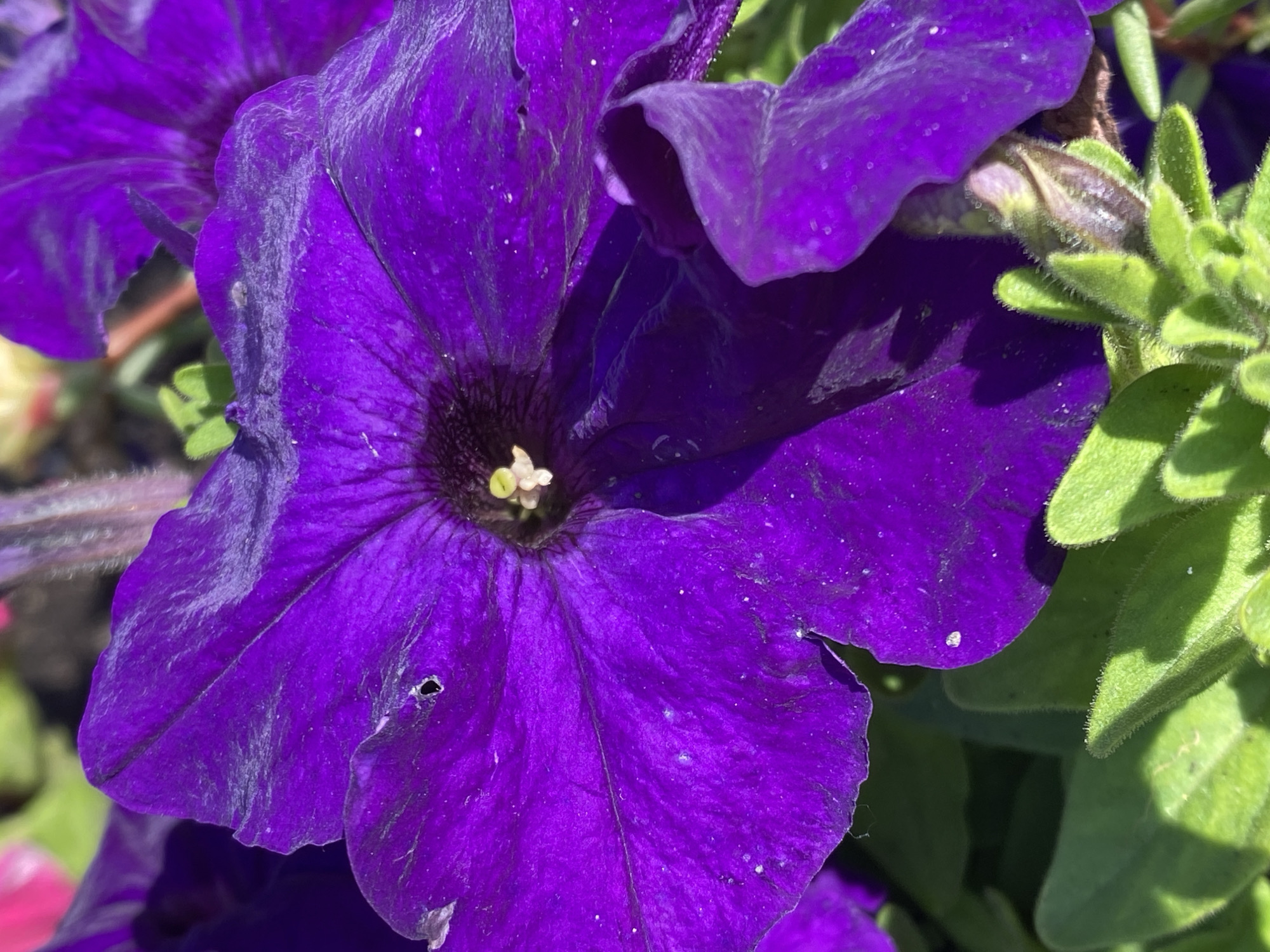 A close-up, vertical, eye-level shot captures the vibrant purple petals of a petunia flower. The flower's center features a dark purple hue with a light yellow stamen. Sunlight illuminates the petals, casting shadows and highlighting the delicate texture and some scattered white specks. To the lower right, a fuzzy green bud of another petunia peeks out from beneath the petals. In the background, out-of-focus flowers in shades of pink and purple are visible. The scene appears to be in a garden or park in Novokuznetsk, Russia, likely during daylight hours given the strong sunlight. There are no people or actions depicted.