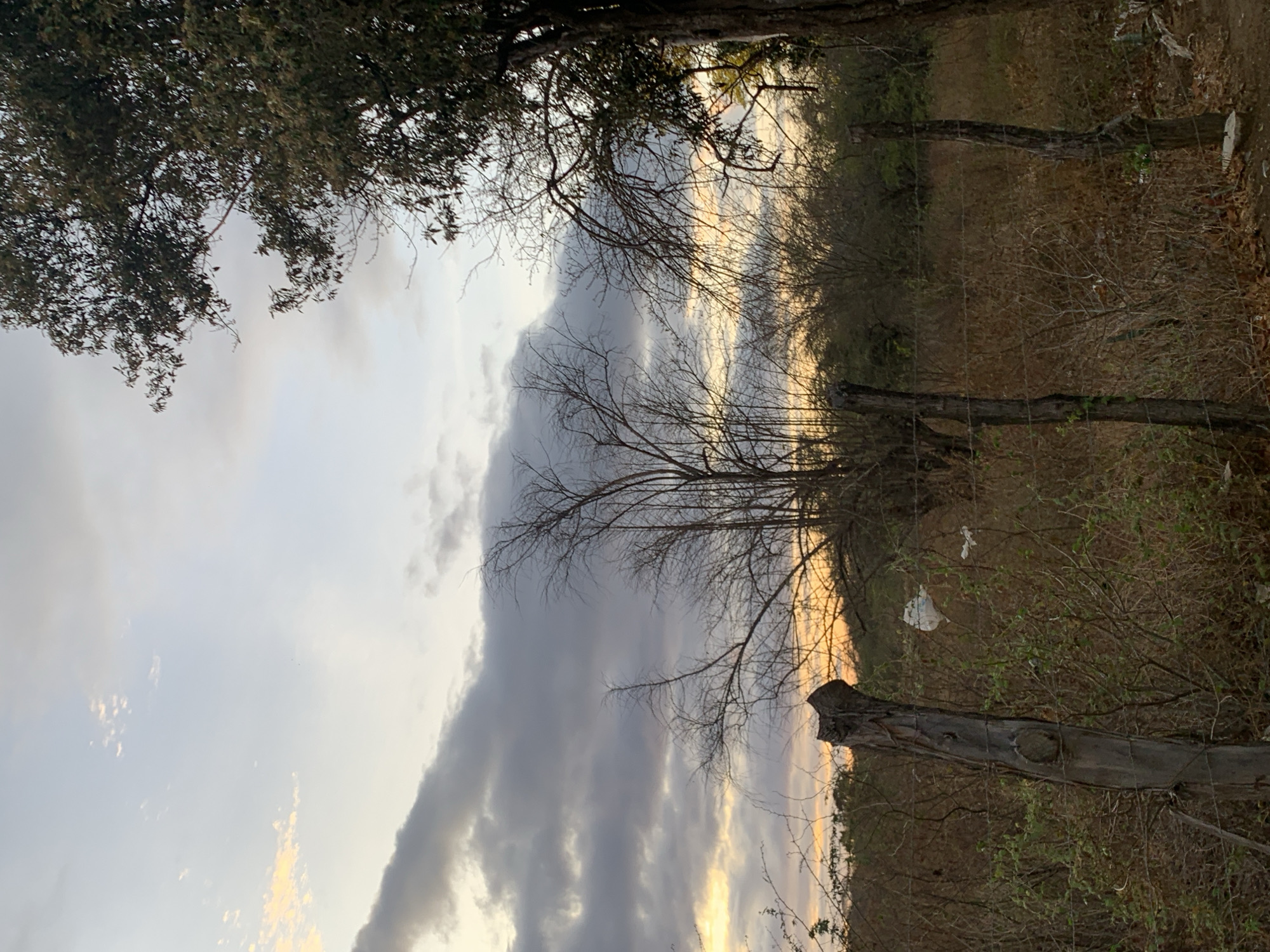 The image, when rotated horizontally, depicts a serene outdoor landscape in La Tagua, Venezuela, captured during either sunrise or sunset. The sky occupies a significant portion of the frame, showcasing a striking contrast between heavy, dark grey clouds and bright, golden-orange light visible on the horizon and through breaks in the cloud cover.
In the upper left foreground, the dense, dark green foliage of a leafy tree is partially visible, framing the sky. The middle ground is characterized by numerous bare trees with intricate, skeletal branches reaching upwards, their forms silhouetted against the dynamic sky. The terrain beneath these trees consists of dry, sparse, and brownish vegetation, suggesting an arid or seasonal landscape.
A rustic wire fence, supported by weathered wooden posts, stretches across the middle ground of the scene. A small piece of white plastic debris is caught on the fence wire towards the right. There is no visible human or animal activity, and no discernible text. The scene conveys a sense of quietude and the stark beauty of nature at a transitional time of day.