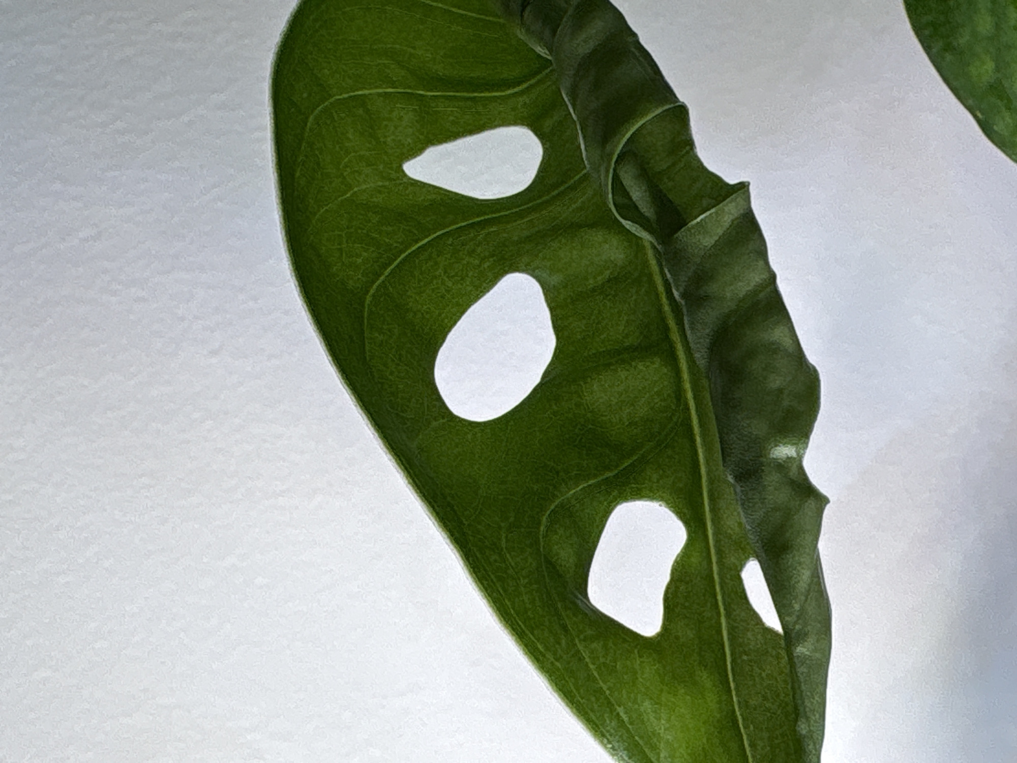 A close-up photograph shows a green Monstera adansonii leaf with prominent holes. The leaf is positioned against a light gray or white background. The leaf's edge is curled and textured, and the veins are visible. No people or cityscapes are present.