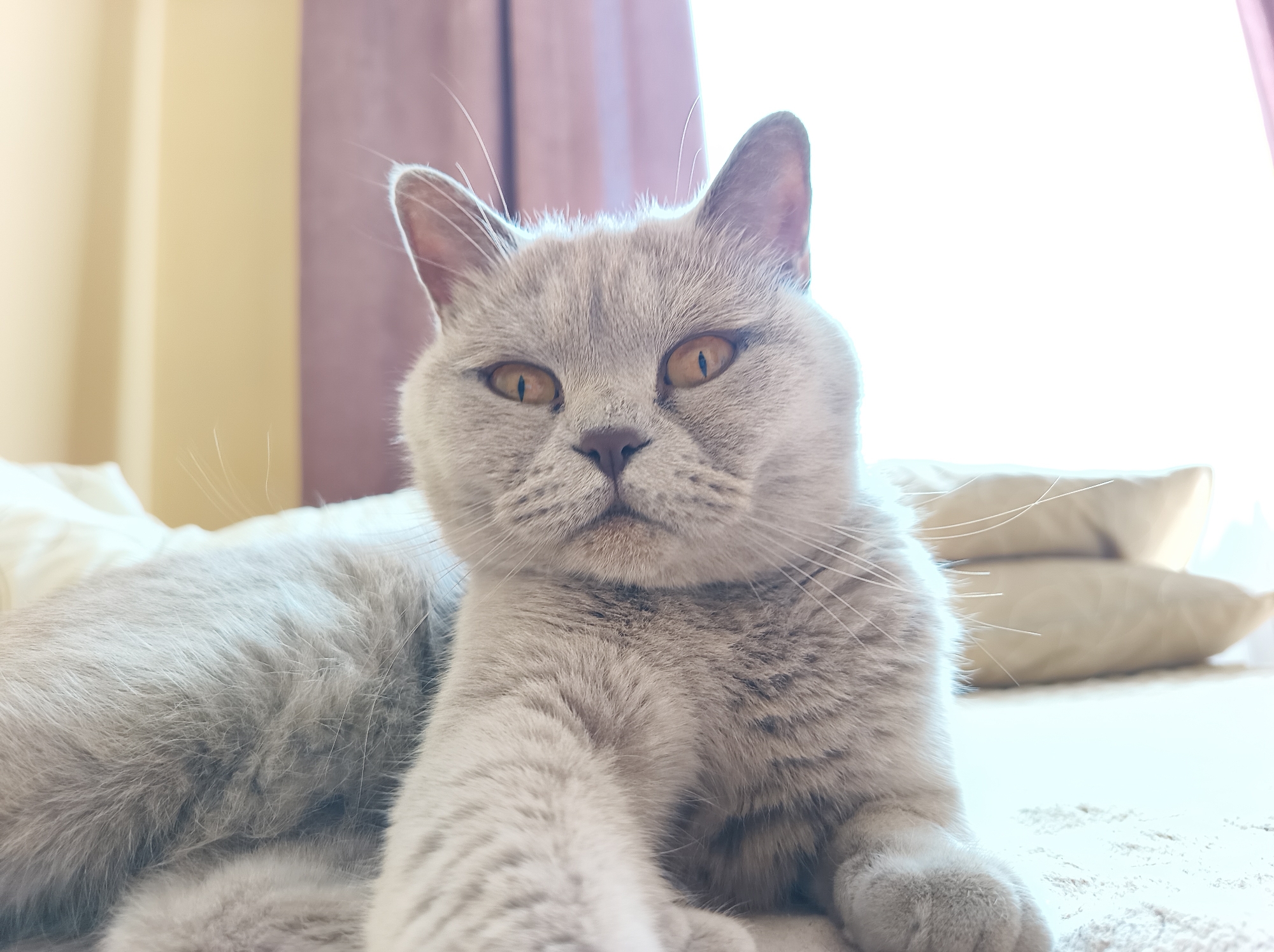 The image shows a close-up, eye-level view of a light gray cat with amber eyes. The cat is lying down on a textured surface, possibly a bed or sofa, with several light-colored pillows visible in the background. The cat's fur is soft and appears to be short to medium length. Its ears are pointed, and its whiskers are prominent. The lighting suggests it is daytime, with natural light coming from the right side of the frame, creating a slight backlight effect. The background is softly blurred, drawing focus to the cat. There are no people or specific landmarks visible to indicate a location in Ternopil, Ukraine.