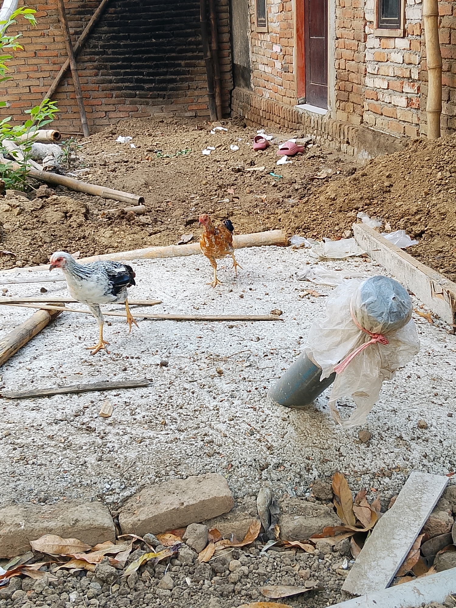 In an outdoor, urban environment, likely a construction or unpaved yard area, two chickens are present. One chicken, a mottled black and white hen, stands on a gravelly surface near some wooden planks. Behind it, a brown hen is visible, also standing on the gravel. In the foreground, to the right, a cylindrical object, possibly a gas cylinder or similar container, is covered in a white plastic bag and tied with a pink string. The background consists of a brick building with a wooden door and windows, and piles of dirt and debris. Red flip-flops are scattered on the ground near the building.