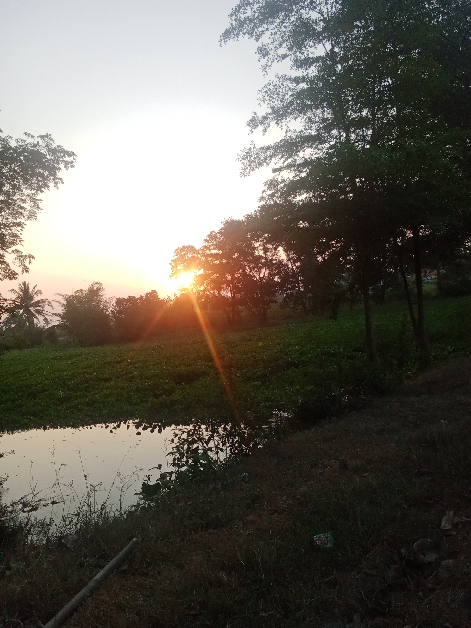 This is a landscape photograph taken at sunset in Sri Sawahan, Indonesia. The image depicts a serene natural scene with a body of water in the foreground, reflecting the soft light of the setting sun. The water is partially covered with aquatic plants. Beyond the water, a field of lush green vegetation stretches towards a line of trees that create a dense backdrop. The sun is low in the sky, casting a warm, orange glow and creating visible light rays that pierce through the foliage of the trees on the right side of the frame. Silhouetted palm trees are visible in the distance to the left. The sky is a pale blue transitioning to yellow and orange near the horizon. The overall impression is one of peaceful natural beauty at the end of the day.