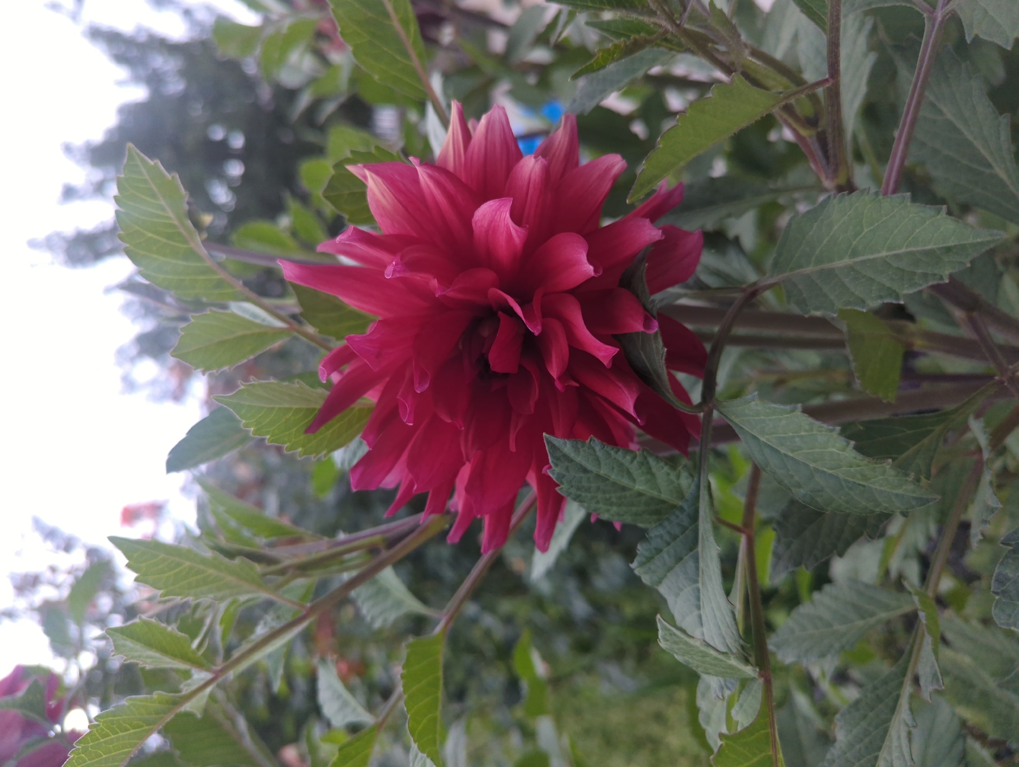 A close-up, eye-level shot shows a vibrant, deep pink dahlia flower in full bloom. The flower's petals are densely packed and pointed, creating a textured, almost spiky appearance. The dahlia is the focal point, positioned slightly off-center to the right. Surrounding the flower are several green leaves with serrated edges, some of which are in focus while others are blurred in the background. The stems of the plant are visible, appearing a dark reddish-brown. In the background, there is a soft bokeh effect of more greenery and some indistinct shapes that suggest other plants or foliage, with a bright, overcast sky at the very top of the frame. The overall impression is one of natural beauty, likely in a garden setting in or near the village of Uch-Döbö, Kyrgyzstan.