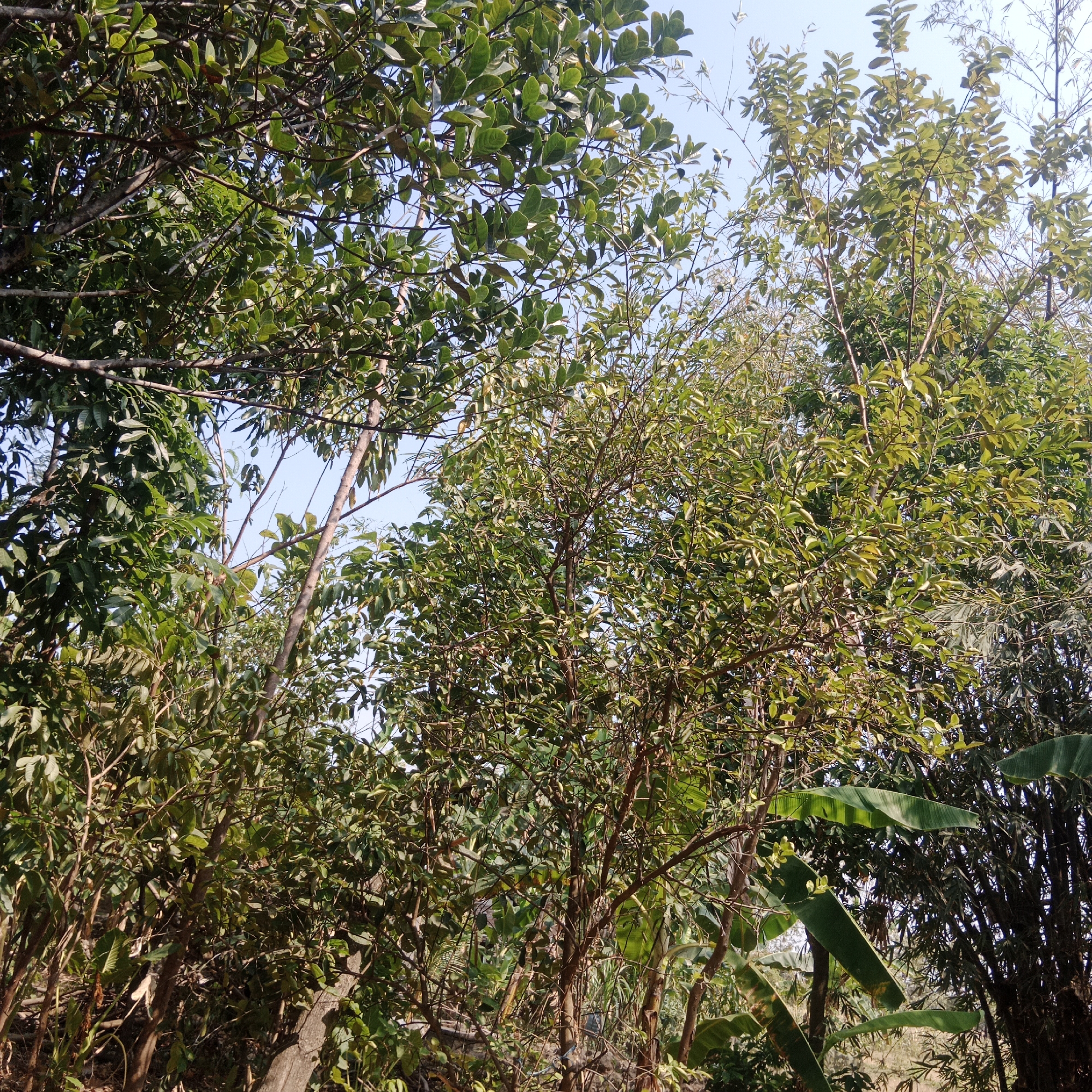 The image shows a dense canopy of trees and vegetation in a natural setting, likely outdoors in a rural area. The scene is dominated by various shades of green foliage, with some branches and tree trunks visible. In the background, a bright, clear sky can be seen peeking through the leaves. There are no people or animals present in the image. The vegetation appears to be lush and healthy, suggesting a tropical or subtropical environment. Banana leaves are prominent in the foreground and mid-ground, indicating their presence in the area. The overall impression is one of a natural, uncultivated landscape.