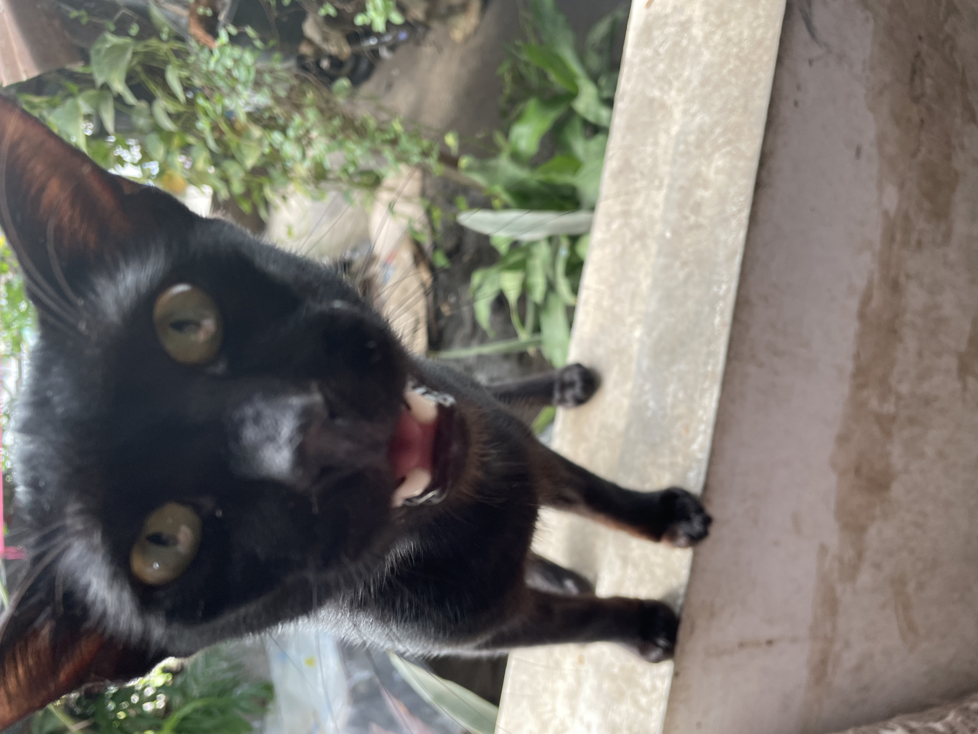A vivid, close-up photograph, captured at a dynamic tilted angle, features a black cat looking directly at the camera with its mouth wide open. The cat's glossy, short black fur contrasts with its piercing green-yellow eyes, which have narrow, dark pupils. Inside its widely agape mouth, a pink tongue is visible along with sharp white teeth. The inner ear flap shows a subtle reddish-brown tone. The cat's front paws are positioned on a light-colored, textured concrete or stone ledge, which appears to be part of an outdoor structure. The background is softly blurred, revealing abundant green plants and foliage, indicative of a lush, natural environment, consistent with a tropical location like Davao City. The bright, natural light suggests the photo was taken during the daytime. The cat's animated and direct gaze, coupled with its wide-open mouth, gives the impression of a vocal moment, possibly a loud meow or an expressive yawn. There is no visible text in the image.