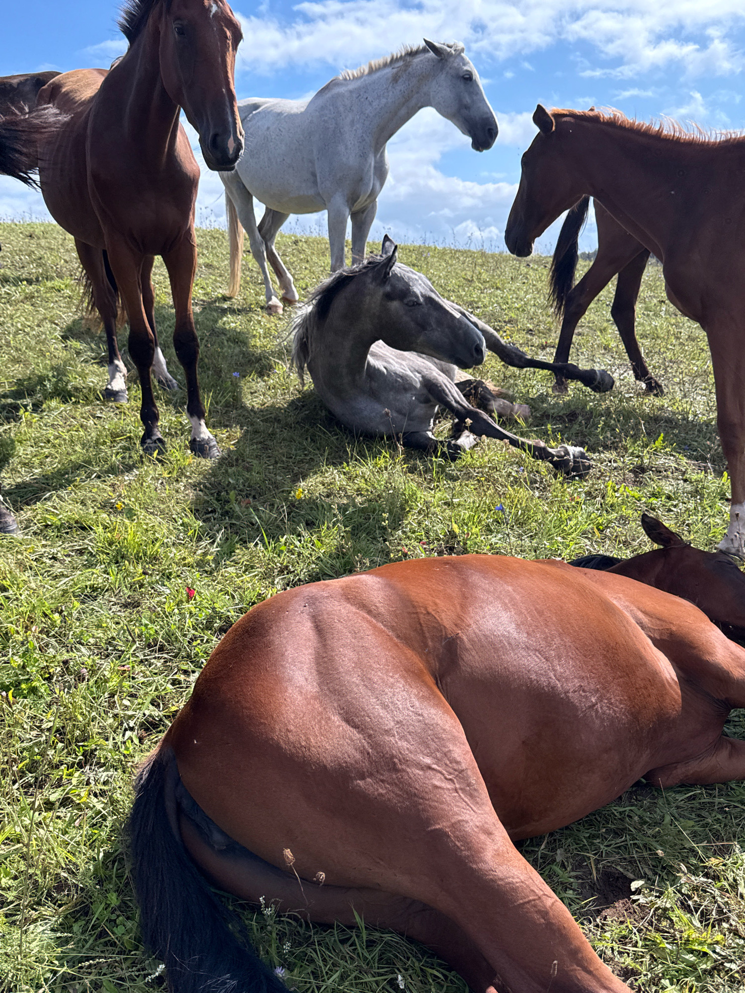 In Galinė, Lithuania, on a sunny day with a partly cloudy sky, a group of horses are resting in a grassy field. In the foreground, a large bay horse is lying on its side, facing right, with its head partially visible. Behind it, a dappled grey horse is also lying down, its body contorted. Further back, a white horse stands facing left, its head turned towards the right. To the left, a dark brown horse stands facing forward, its head looking to the right. Another brown horse is partially visible on the far right, standing and facing left. The ground is covered in green grass with scattered wildflowers.